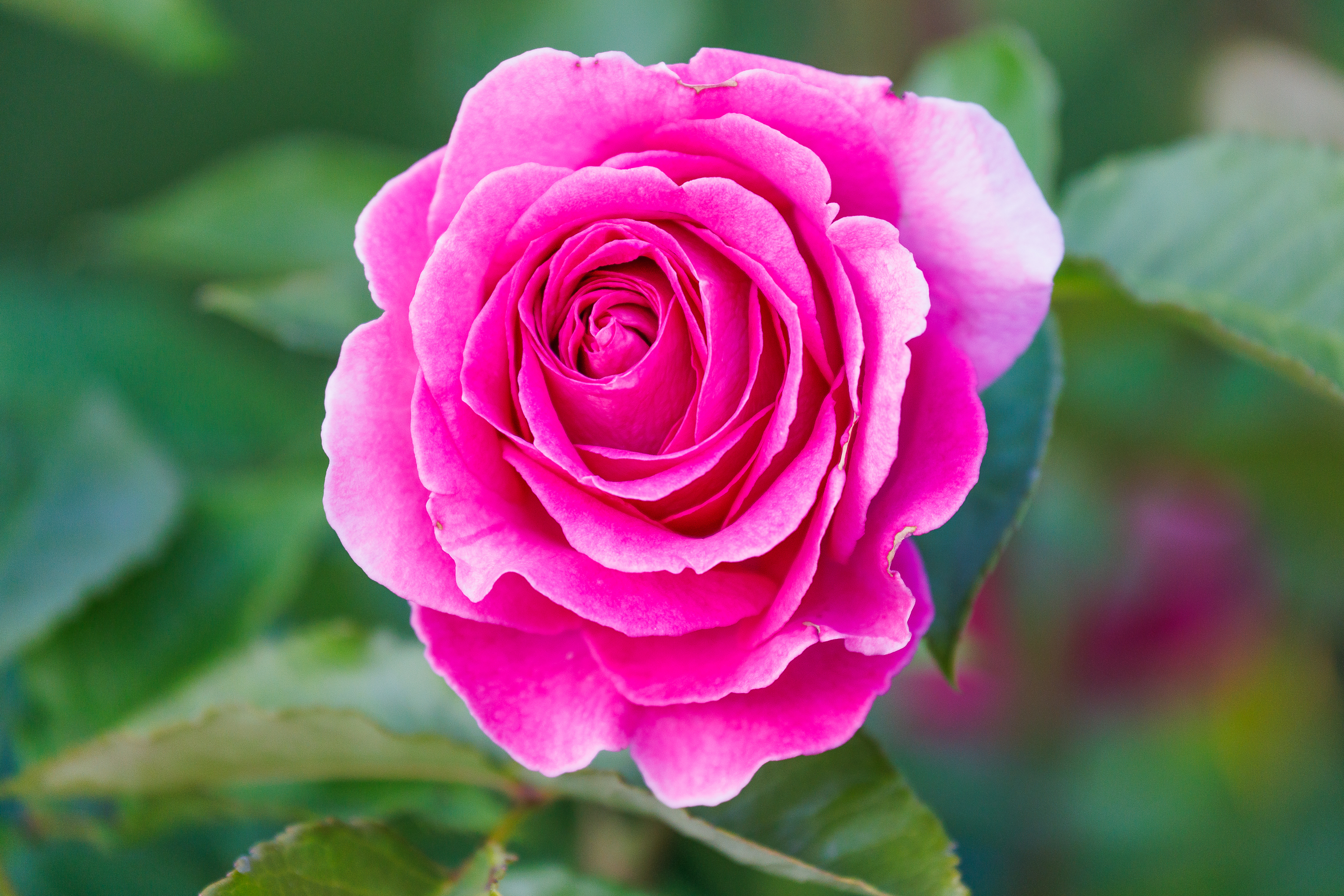 Rosenblüte