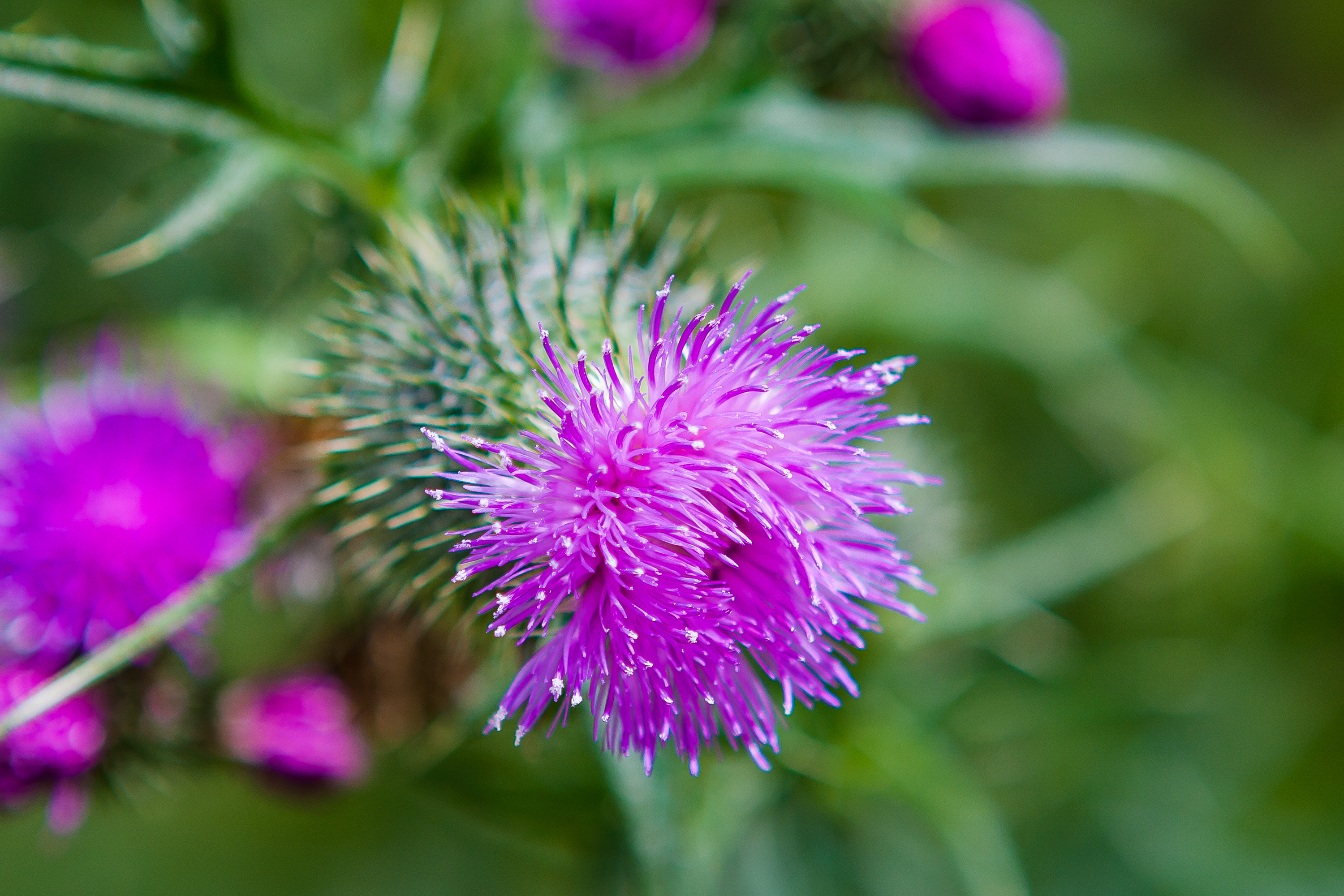 Distelblüte
