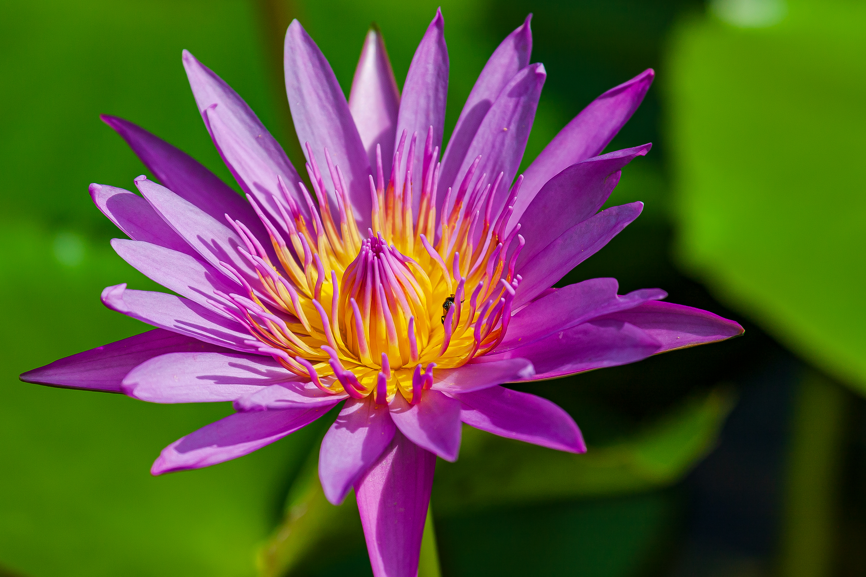 Lotusblüte