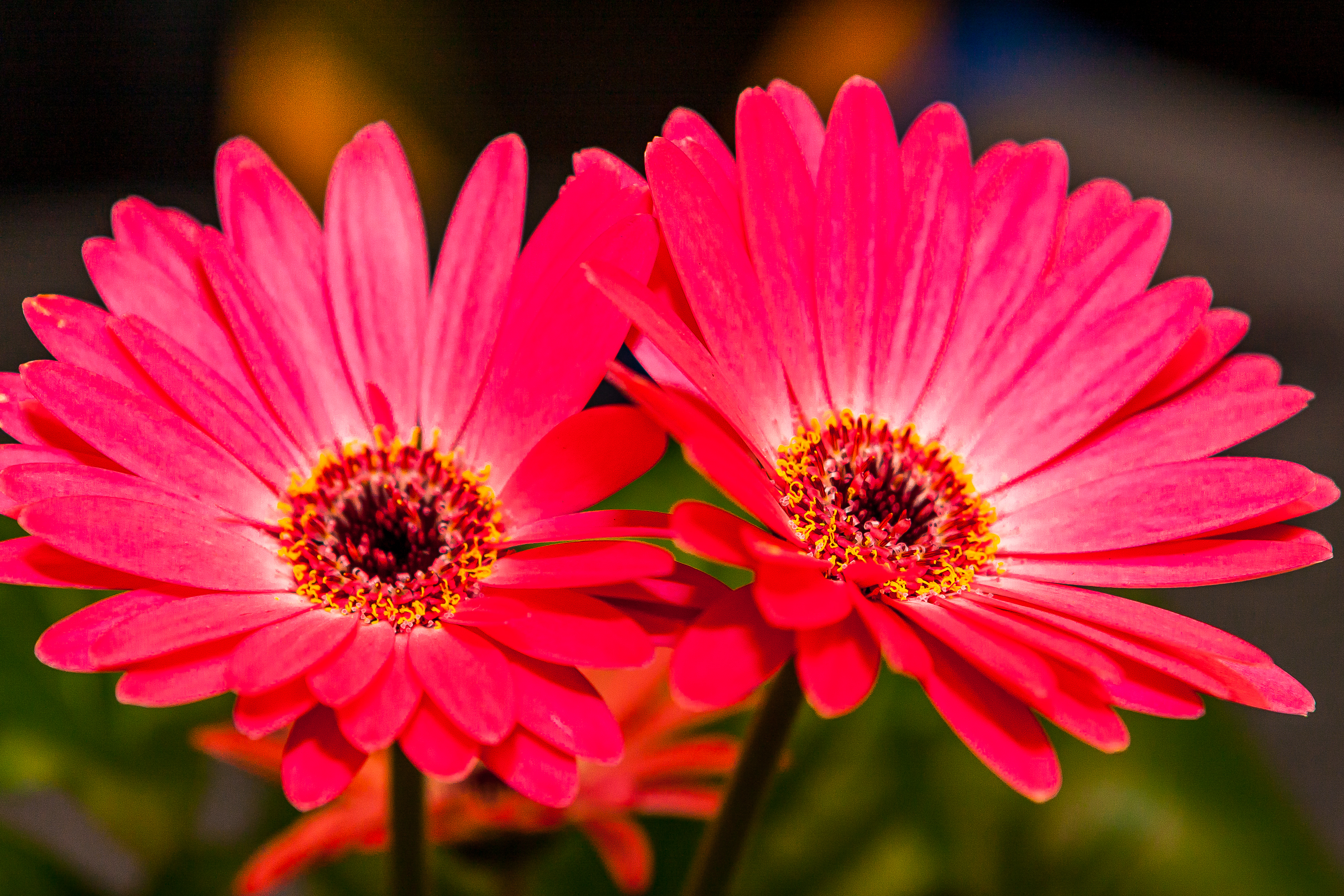 Gerbera