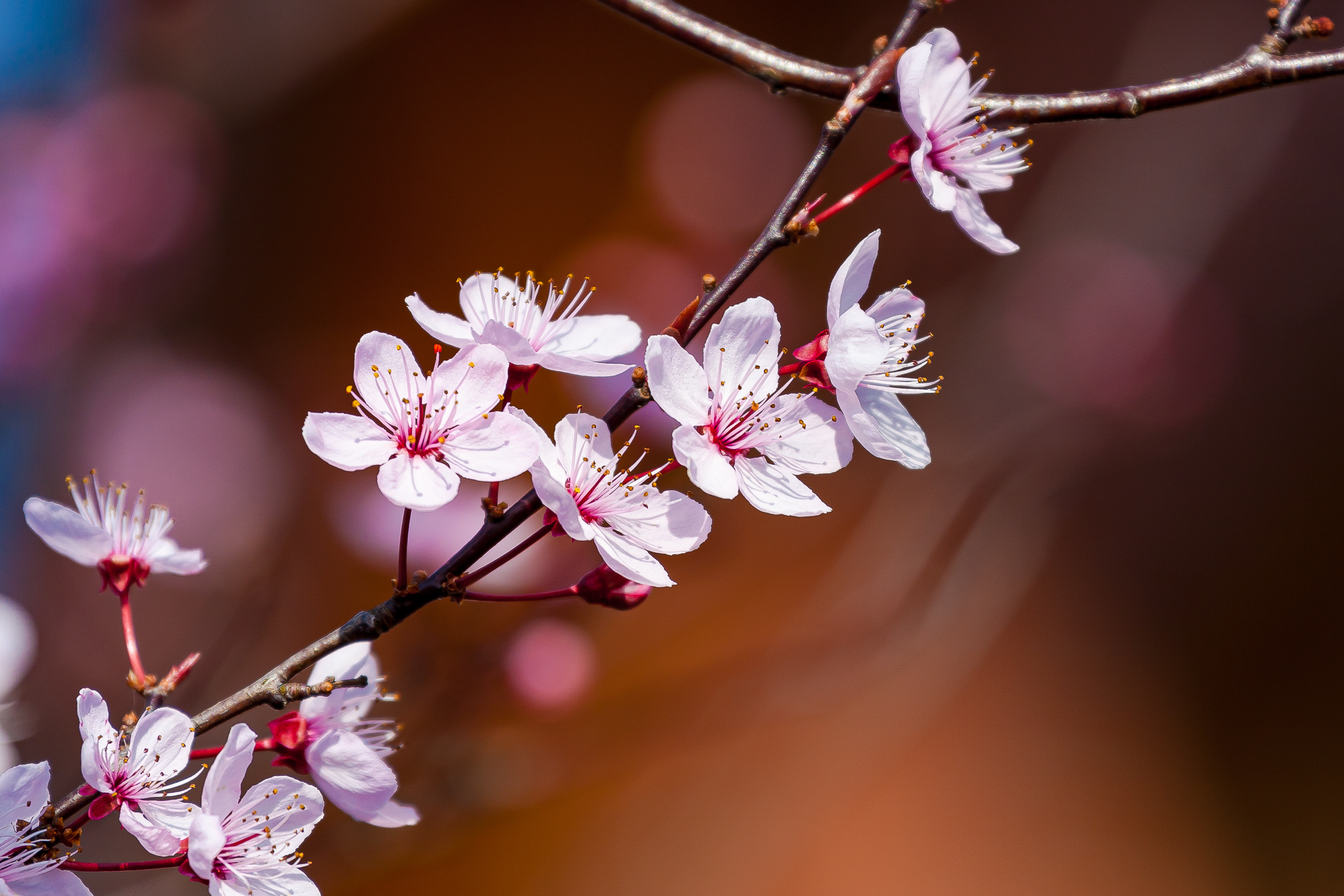 Kirschblüte