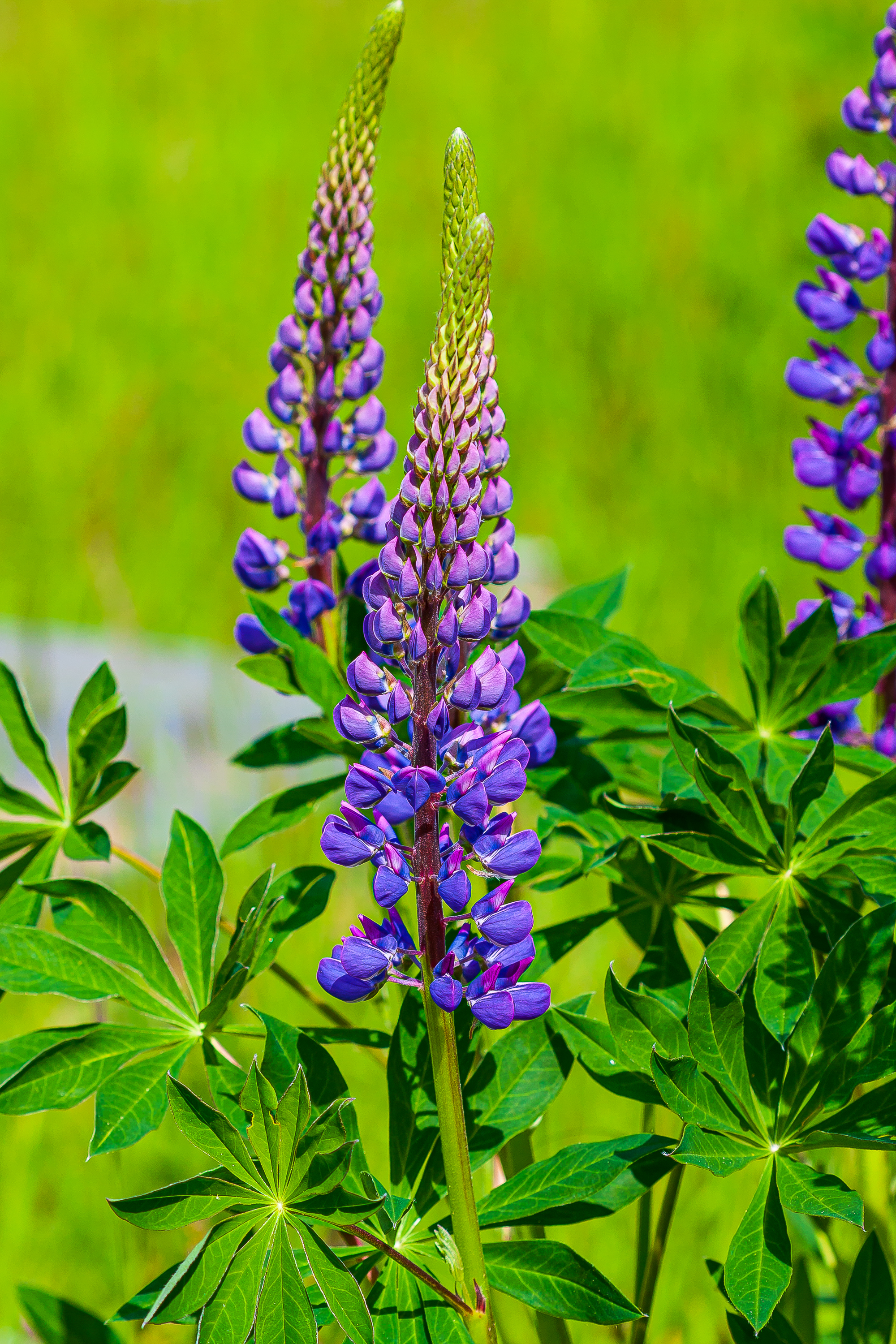 Lupinen