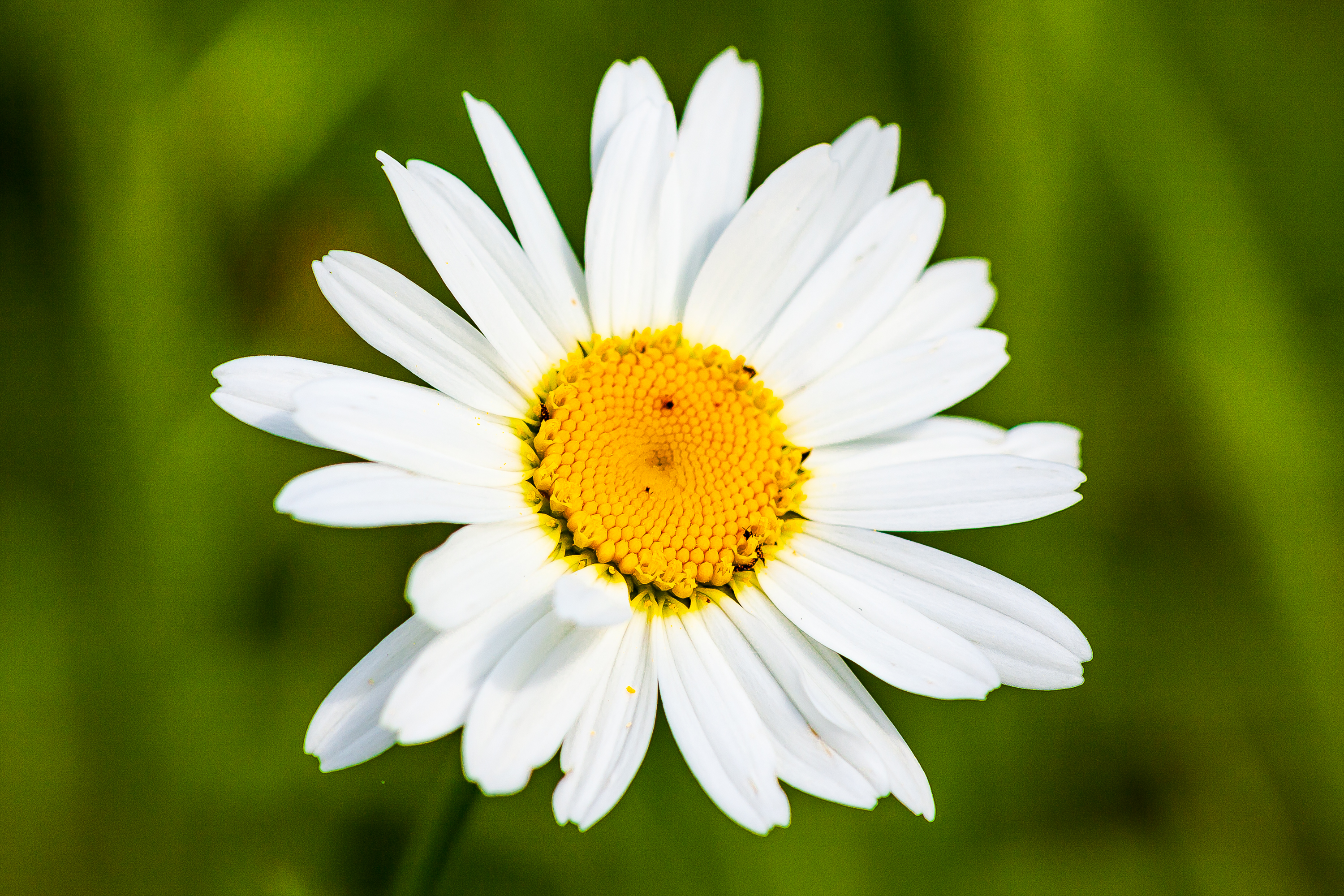 Margarite