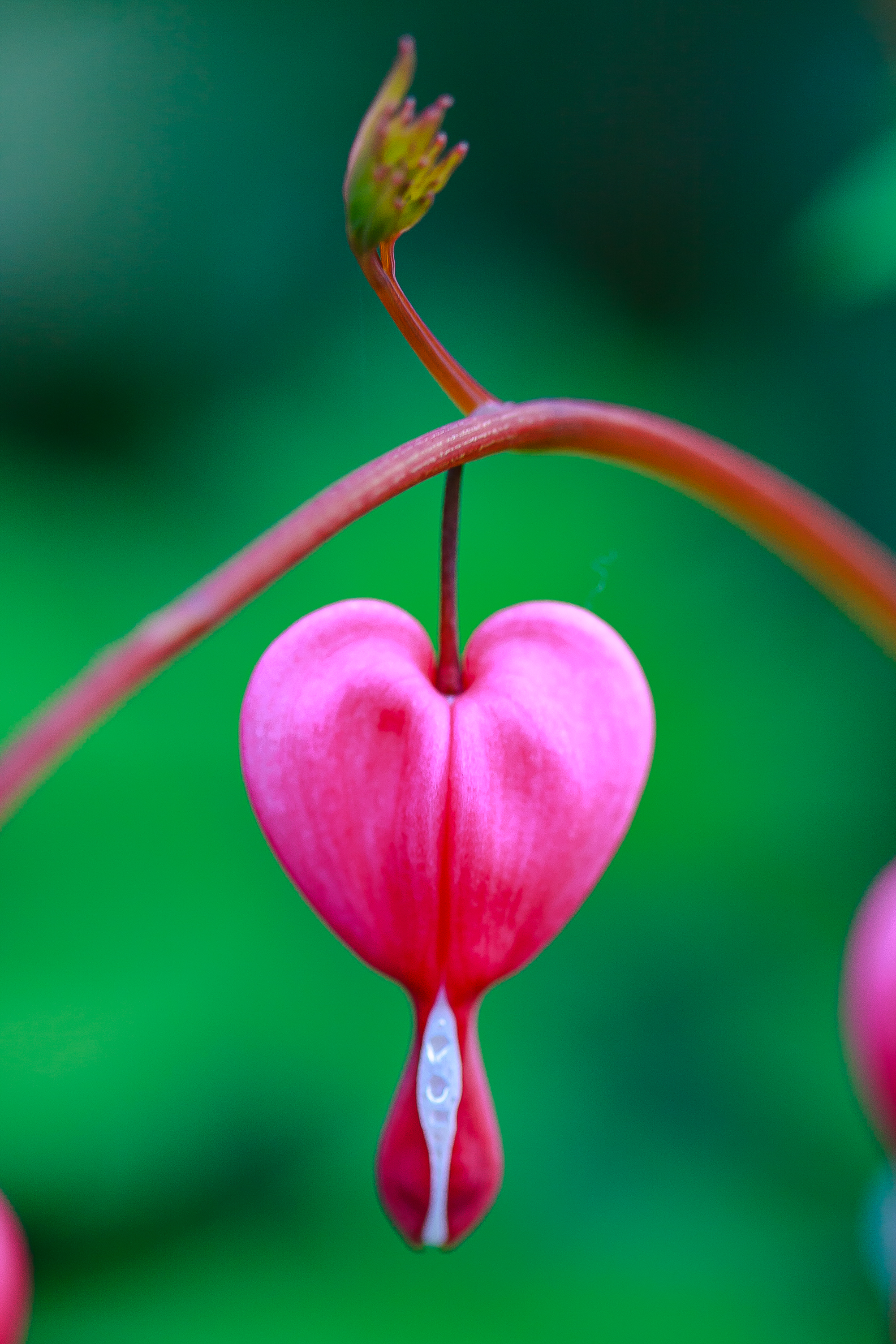 Herzblüte
