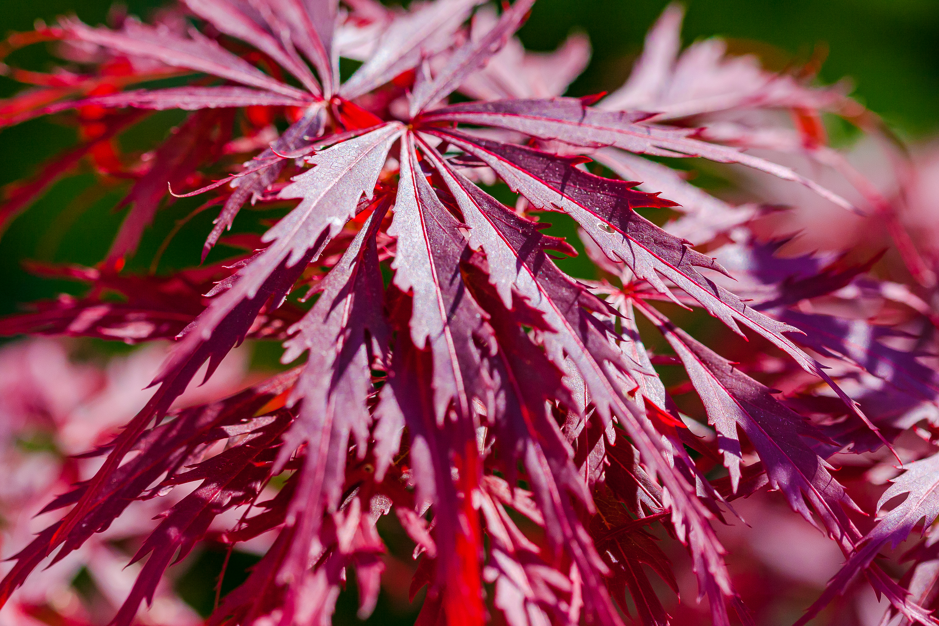Roter Ahorn