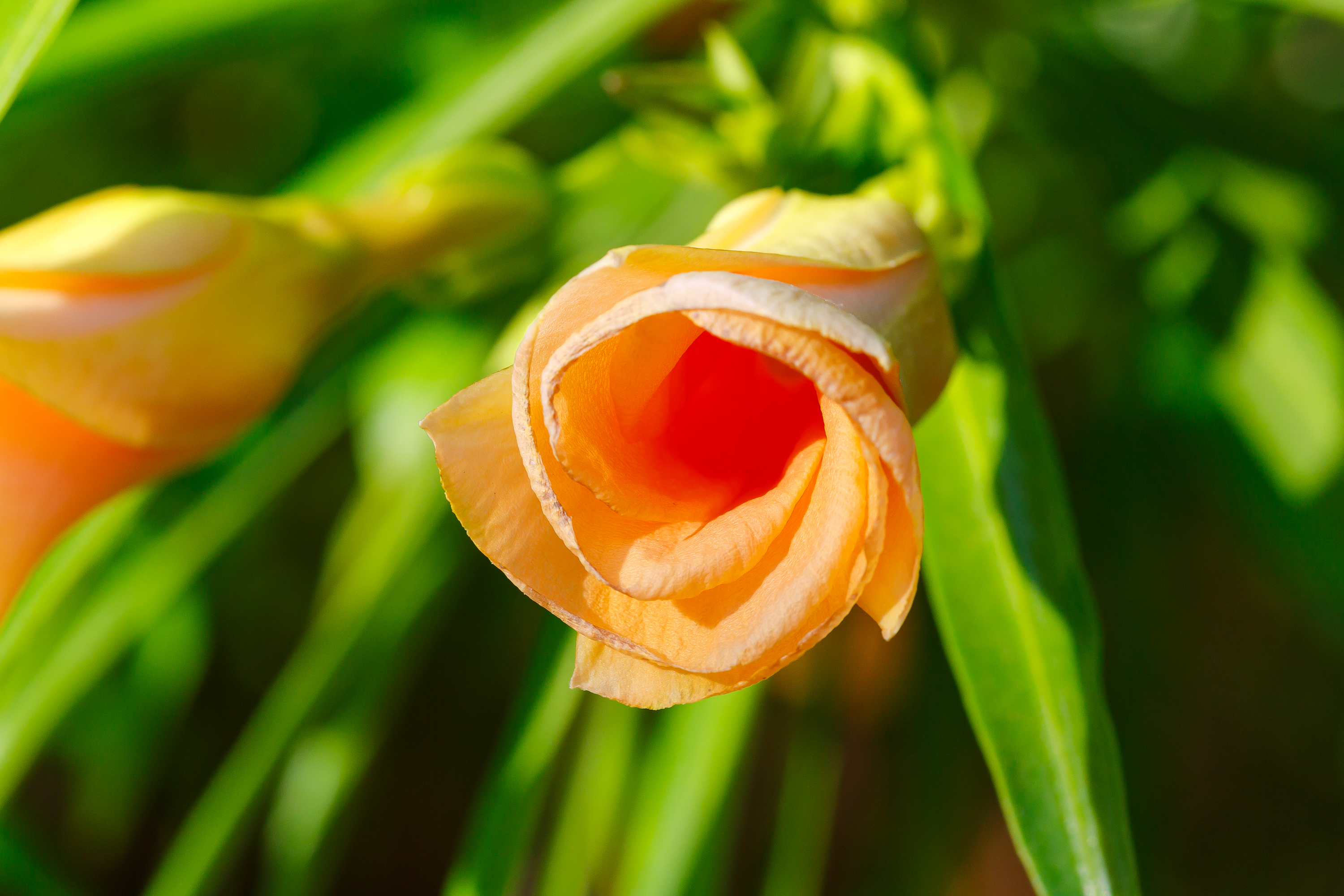Blumen