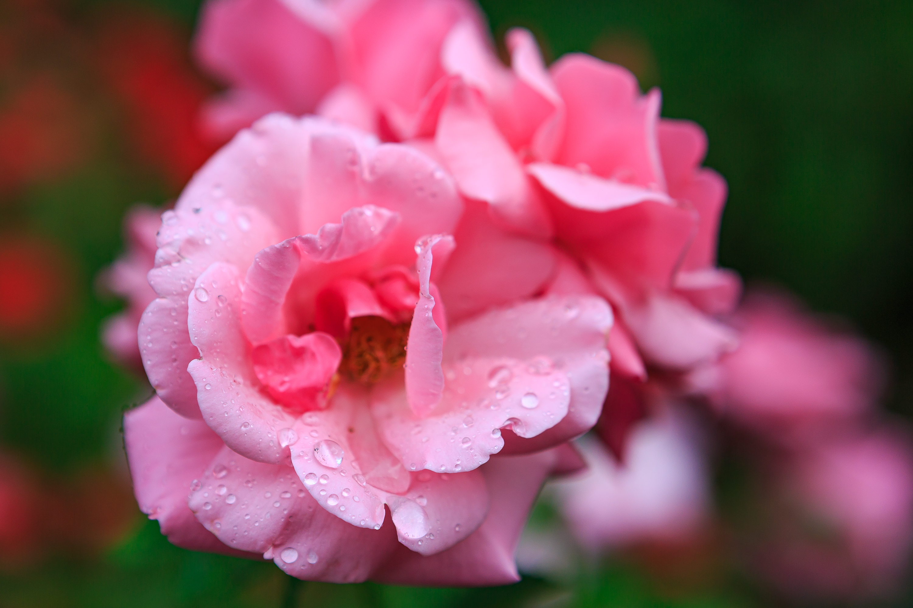 Rosenblüte
