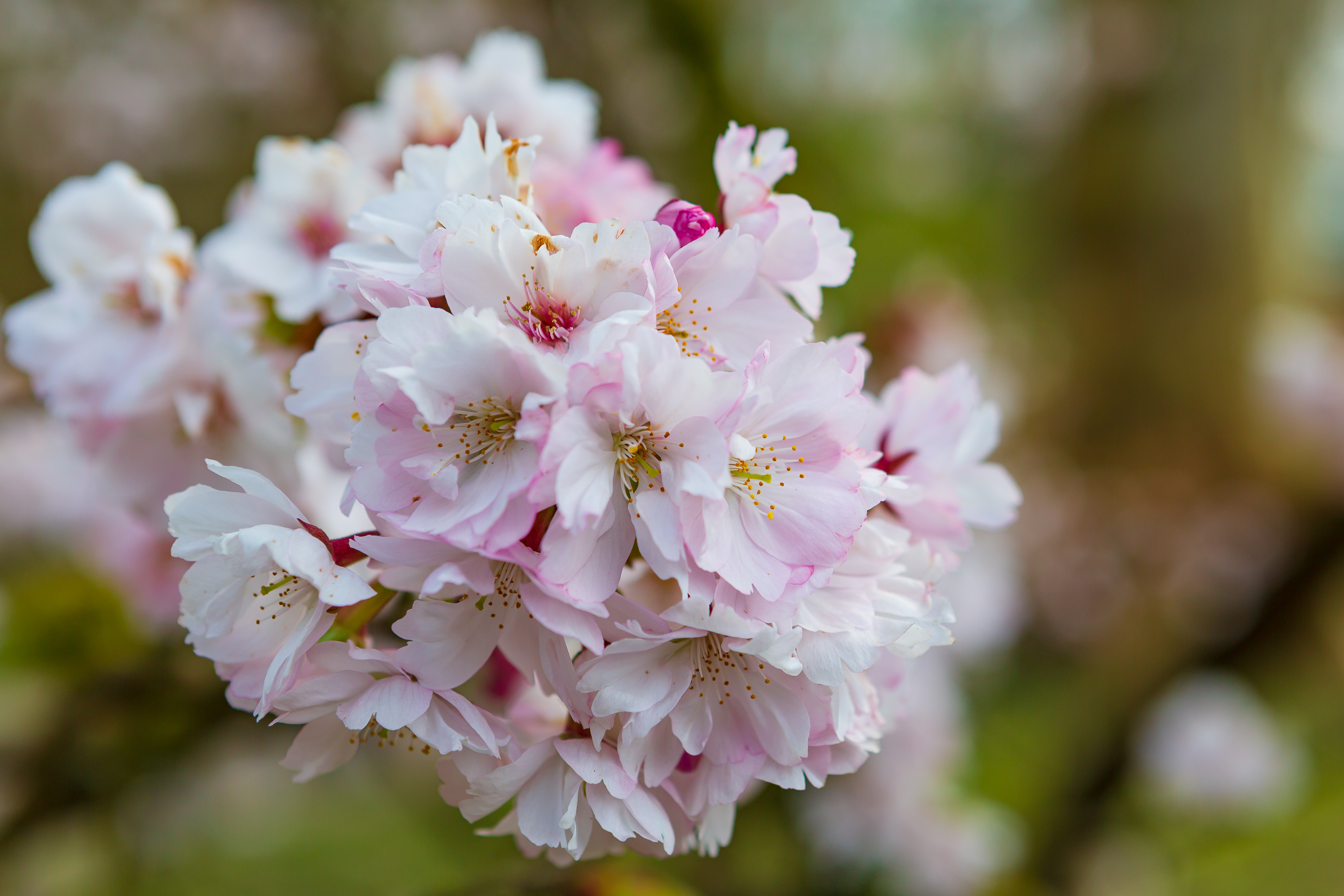 Kirschblüten