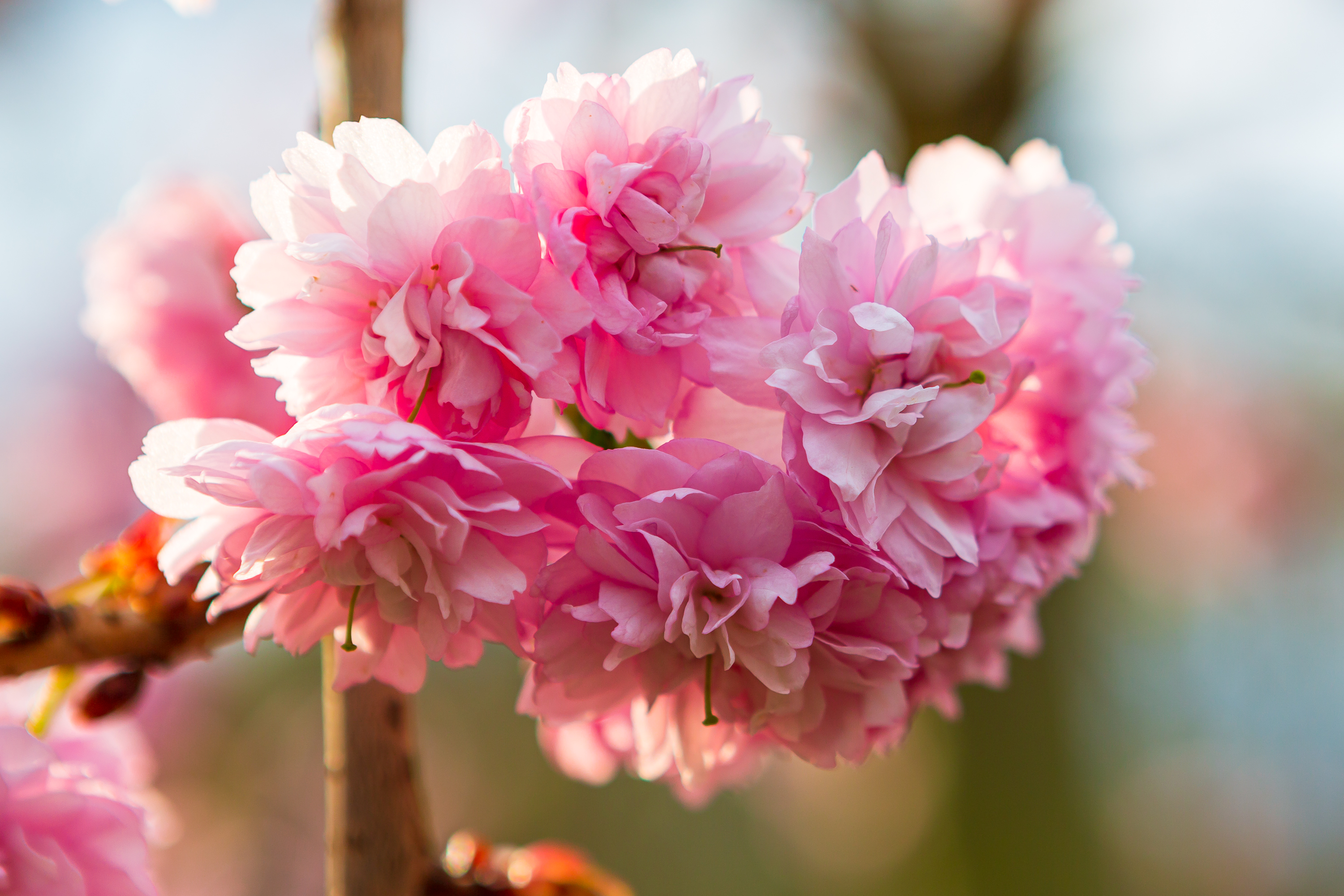 Kirschblüten