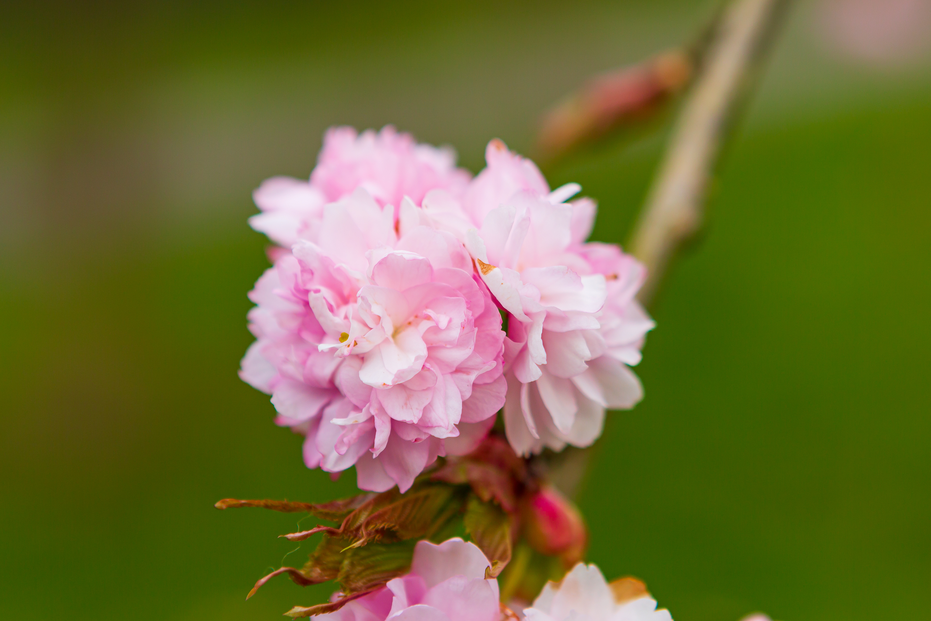 Kirschblüten