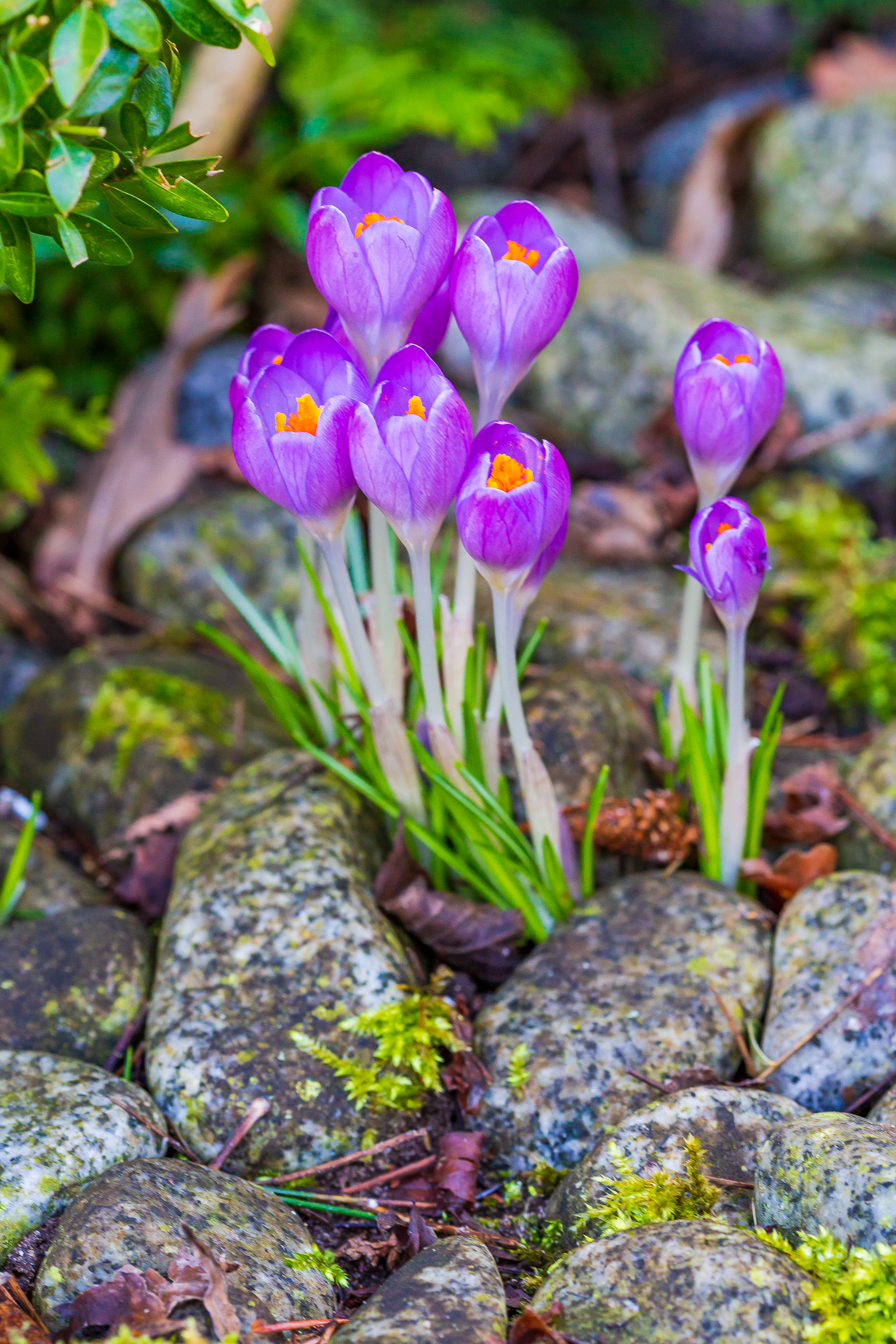 Krokus