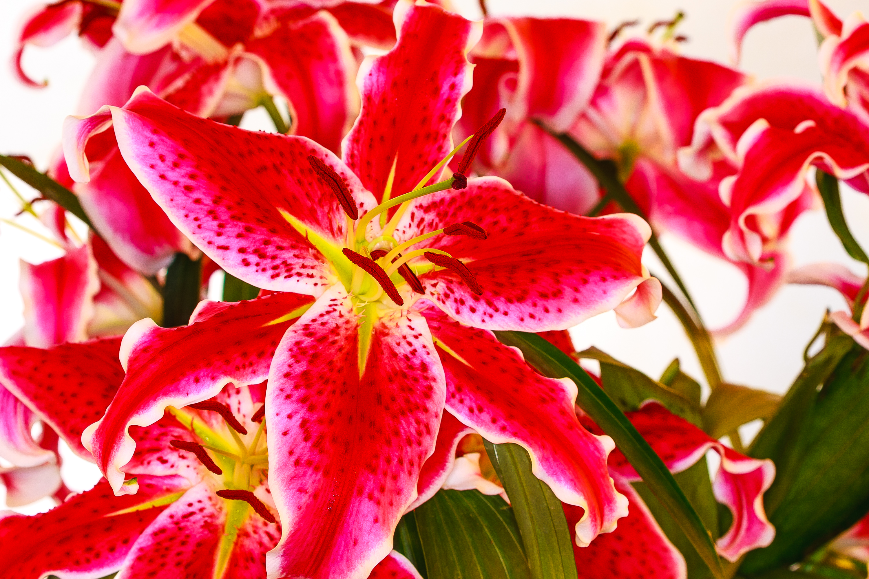 Lilien