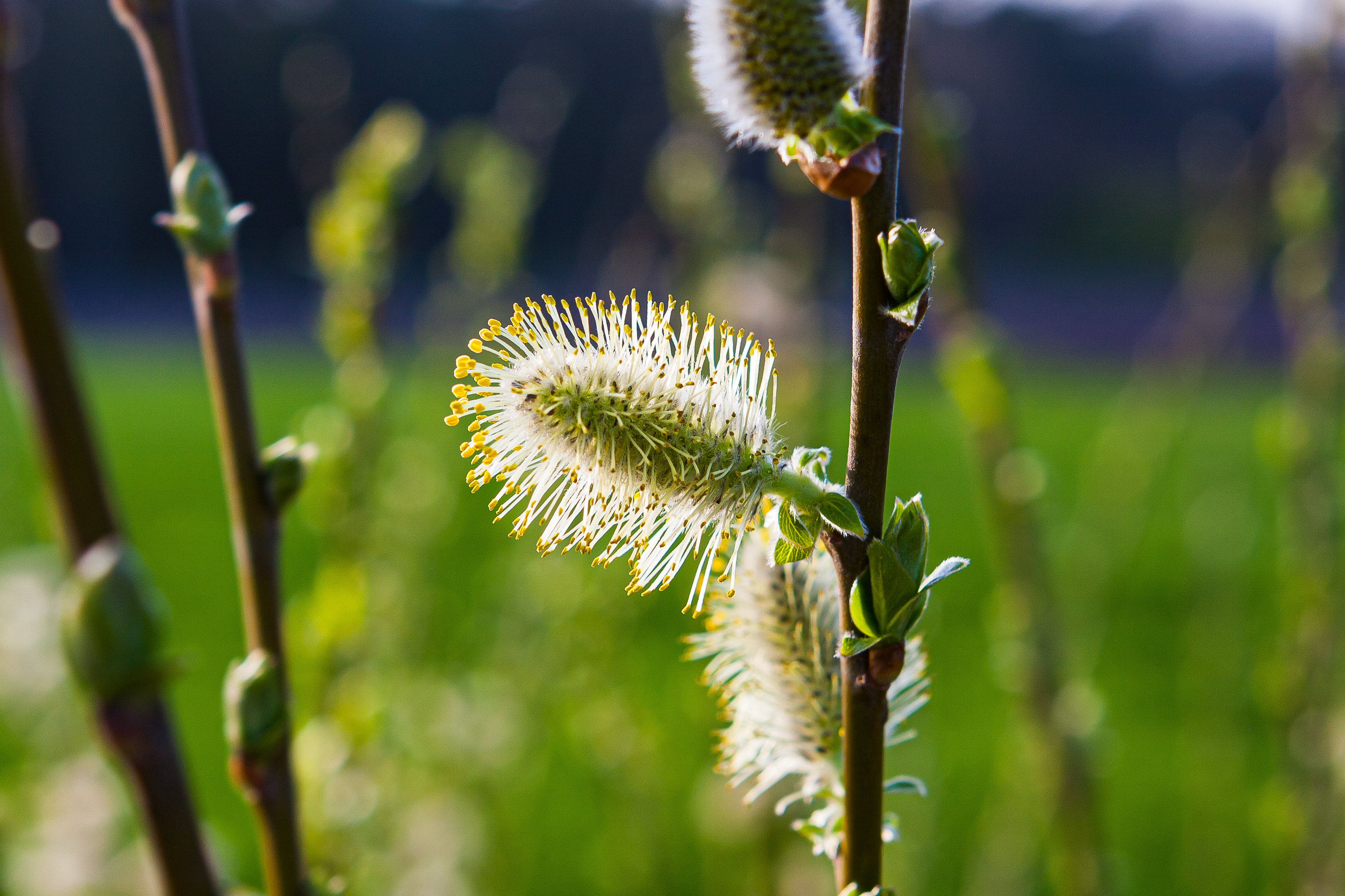 Feldblumen
