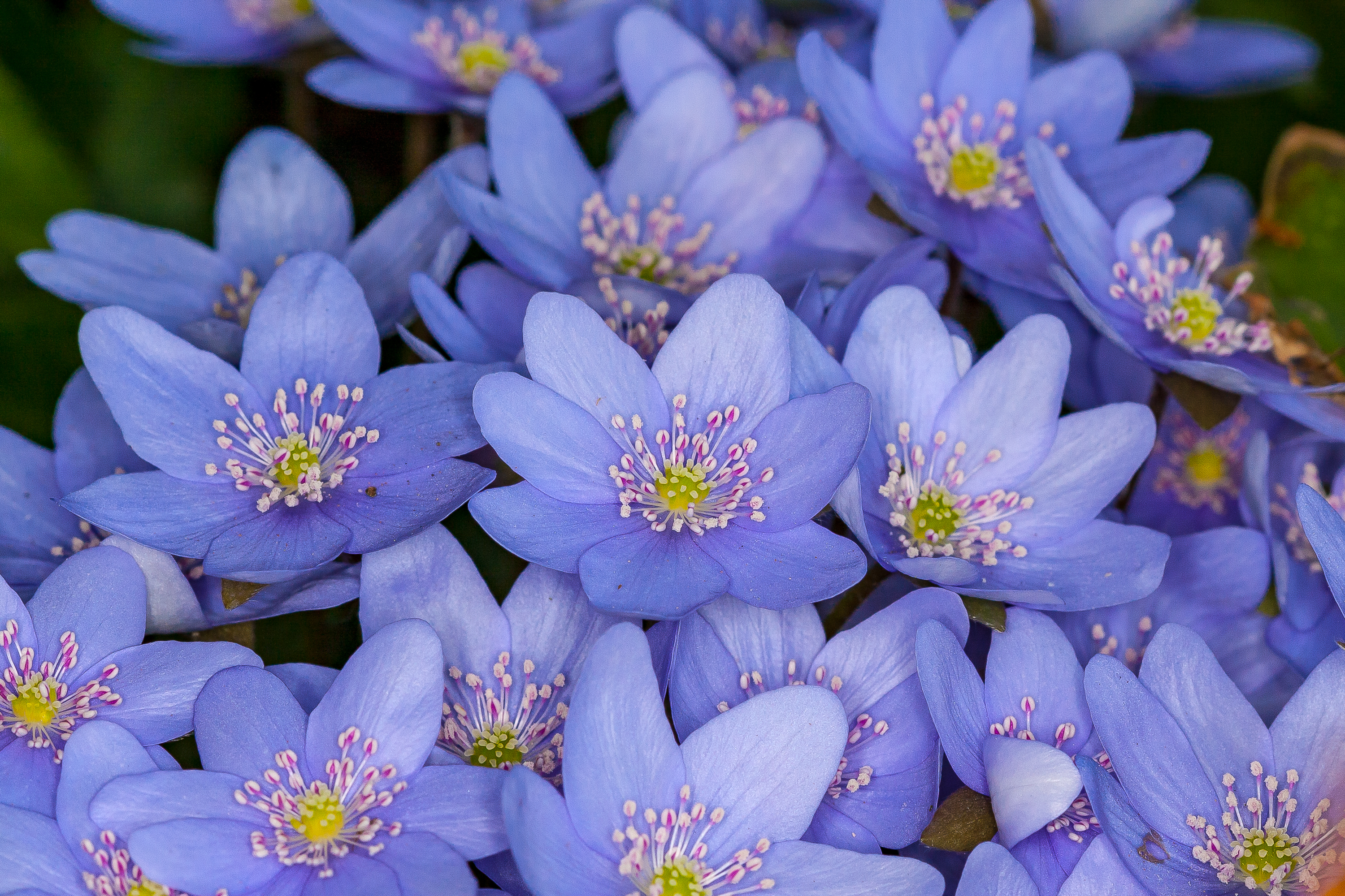 Blumen
