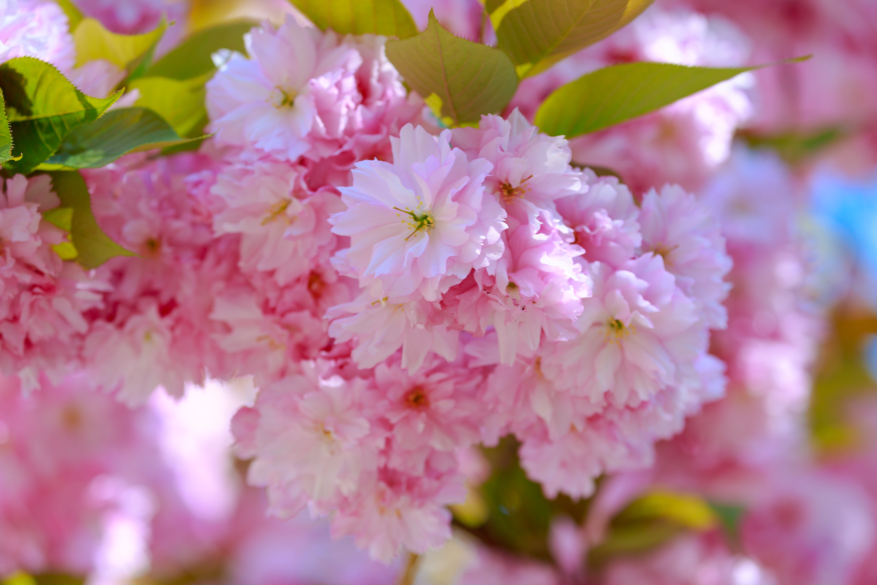 Kirschblüten
