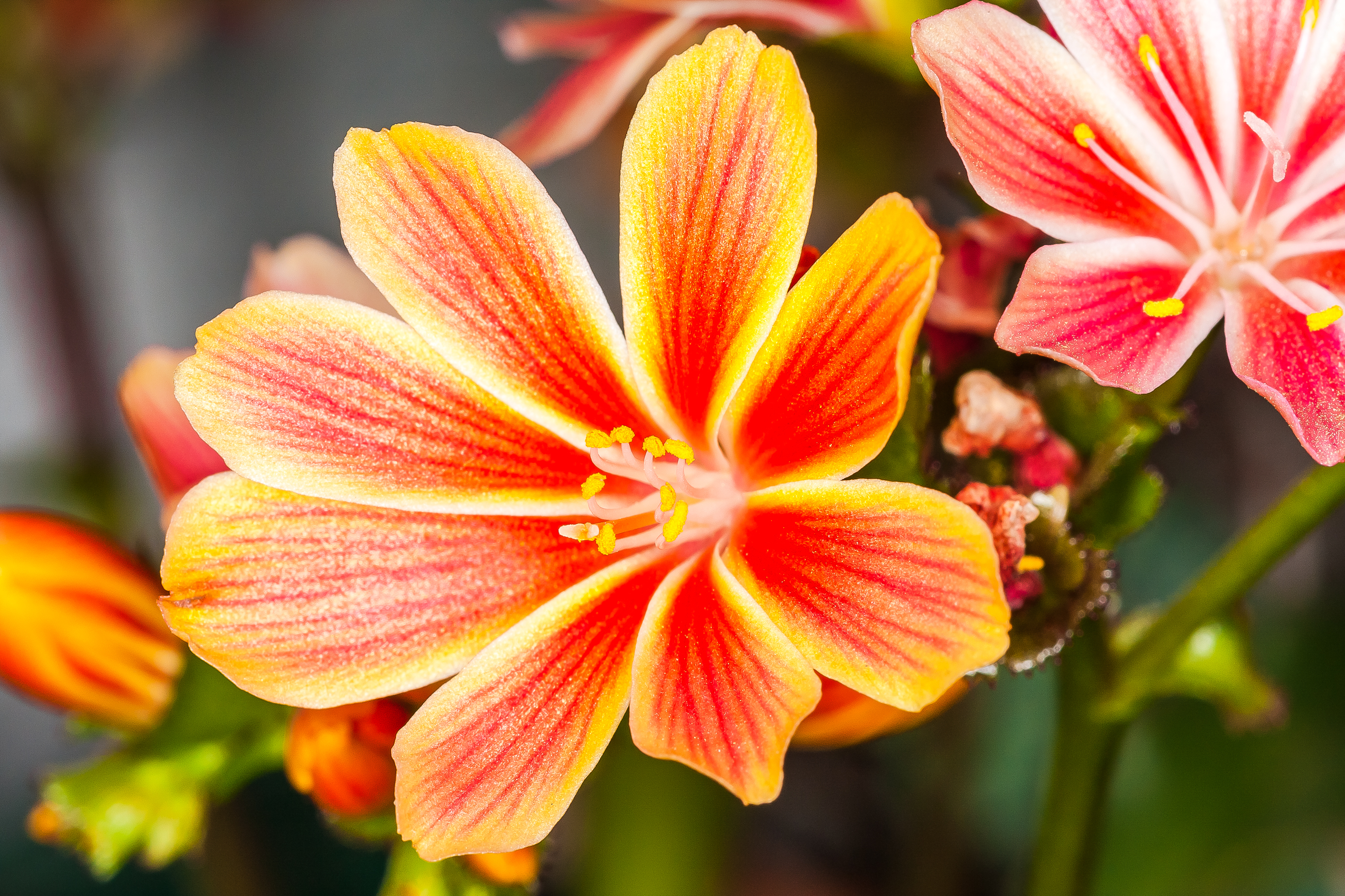 Blume
