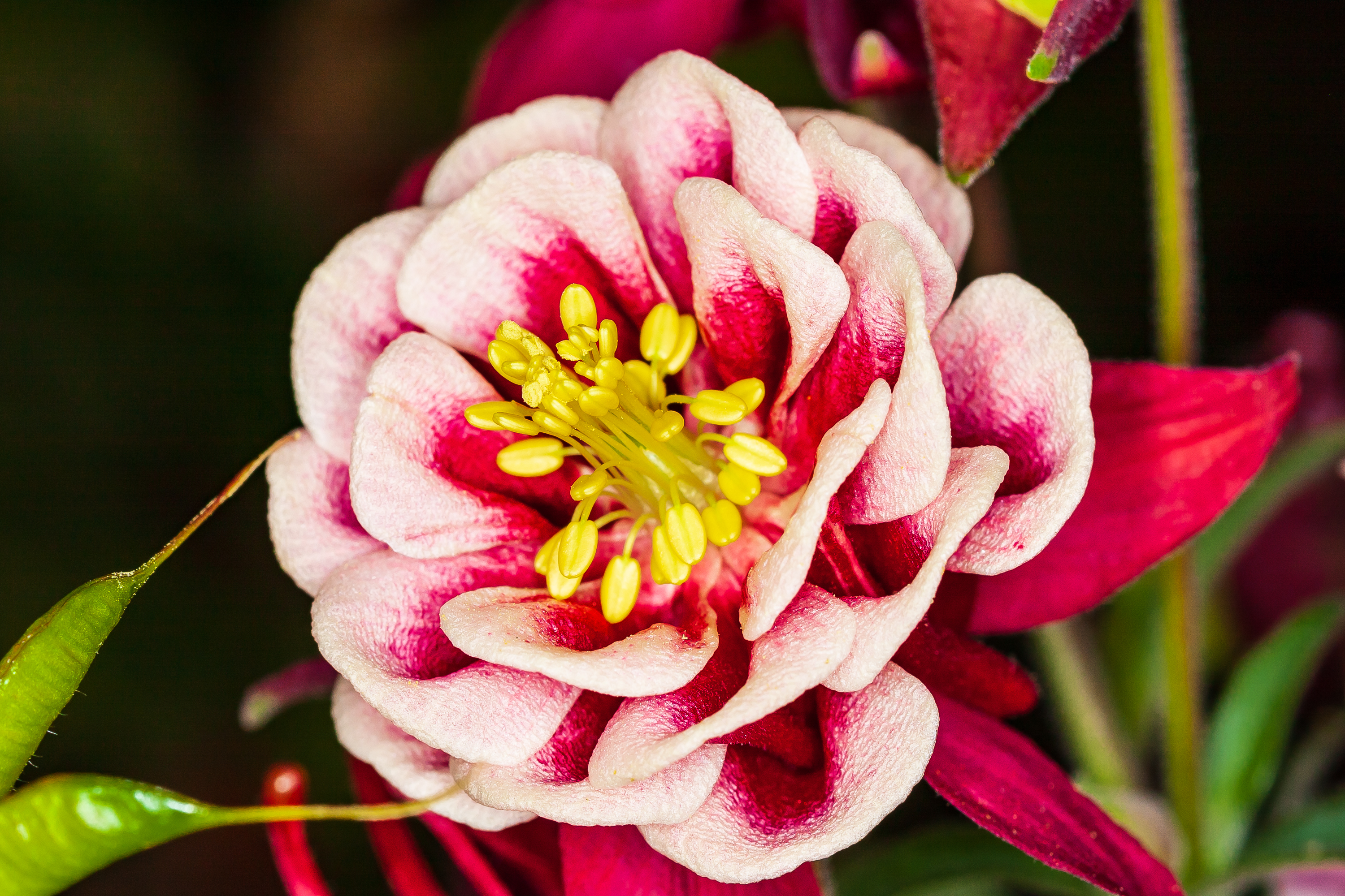Blume