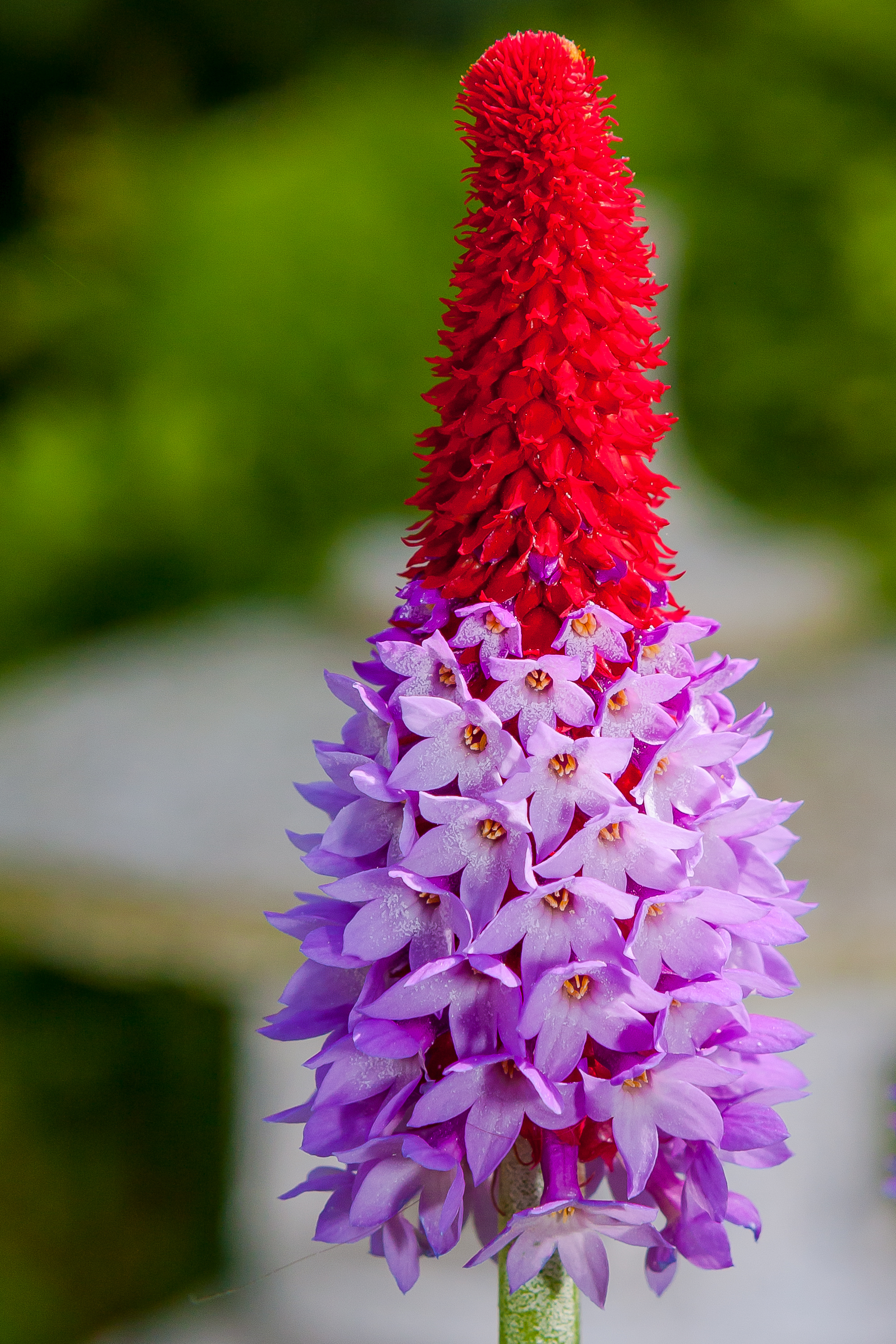 Blumen