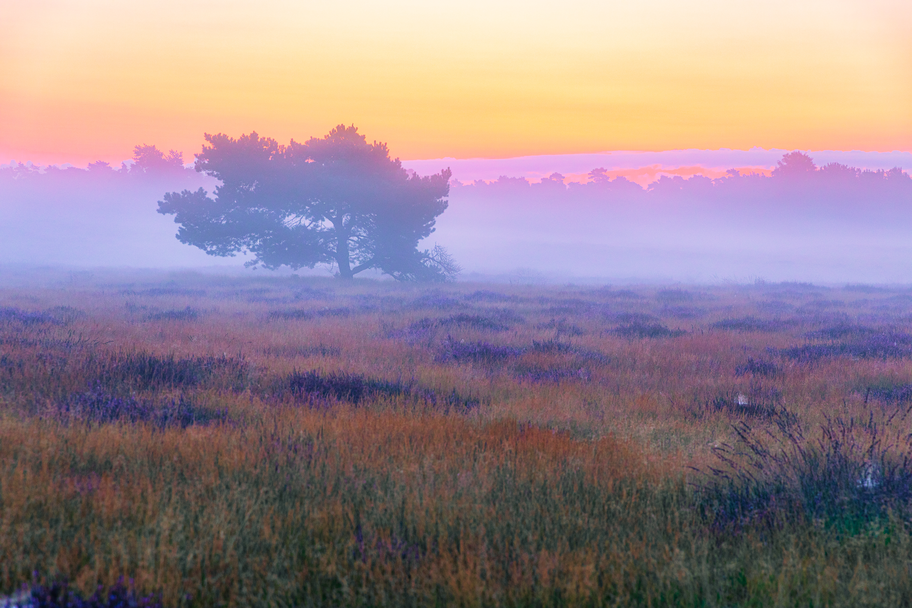 Morgenstimmung