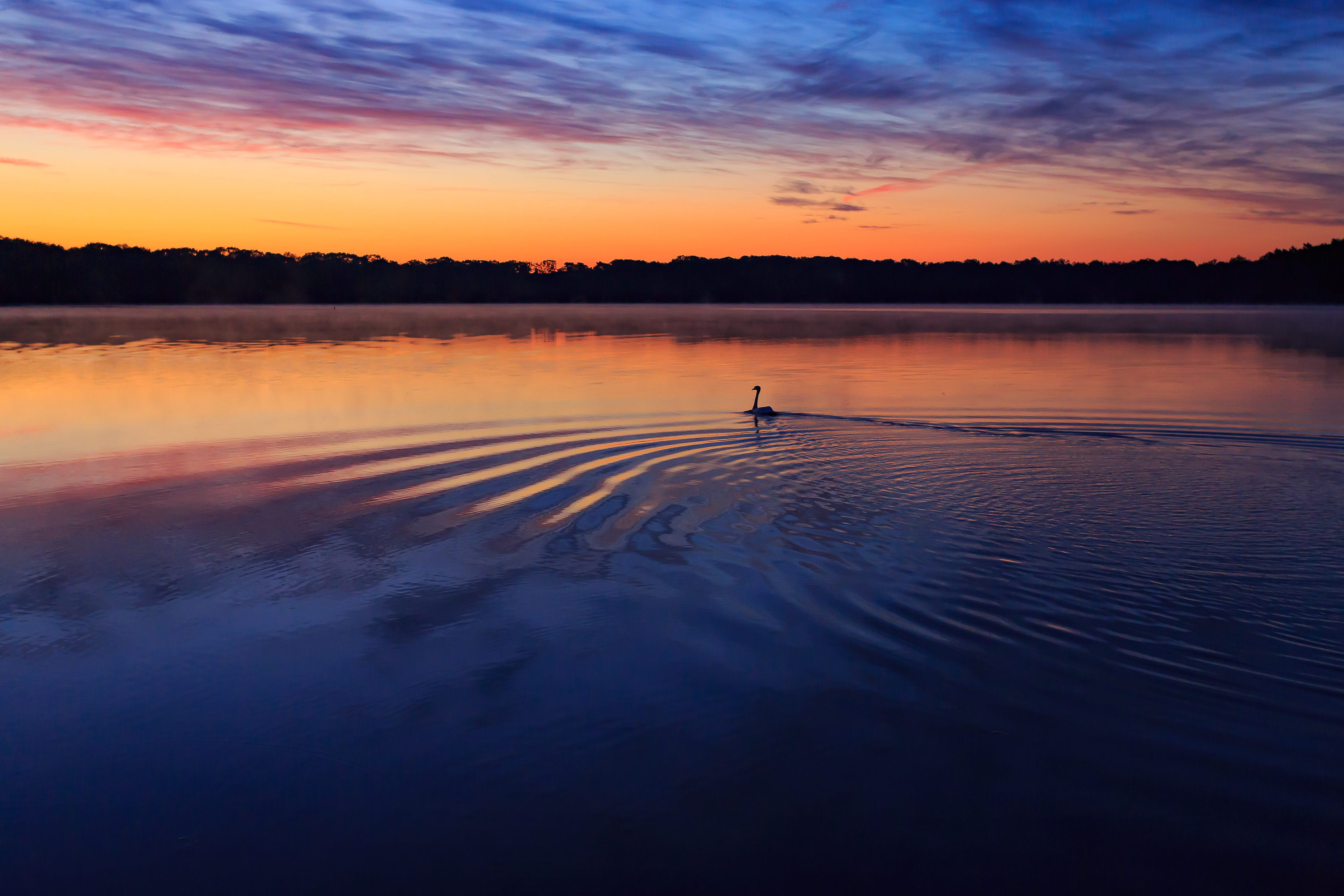 Schwan
