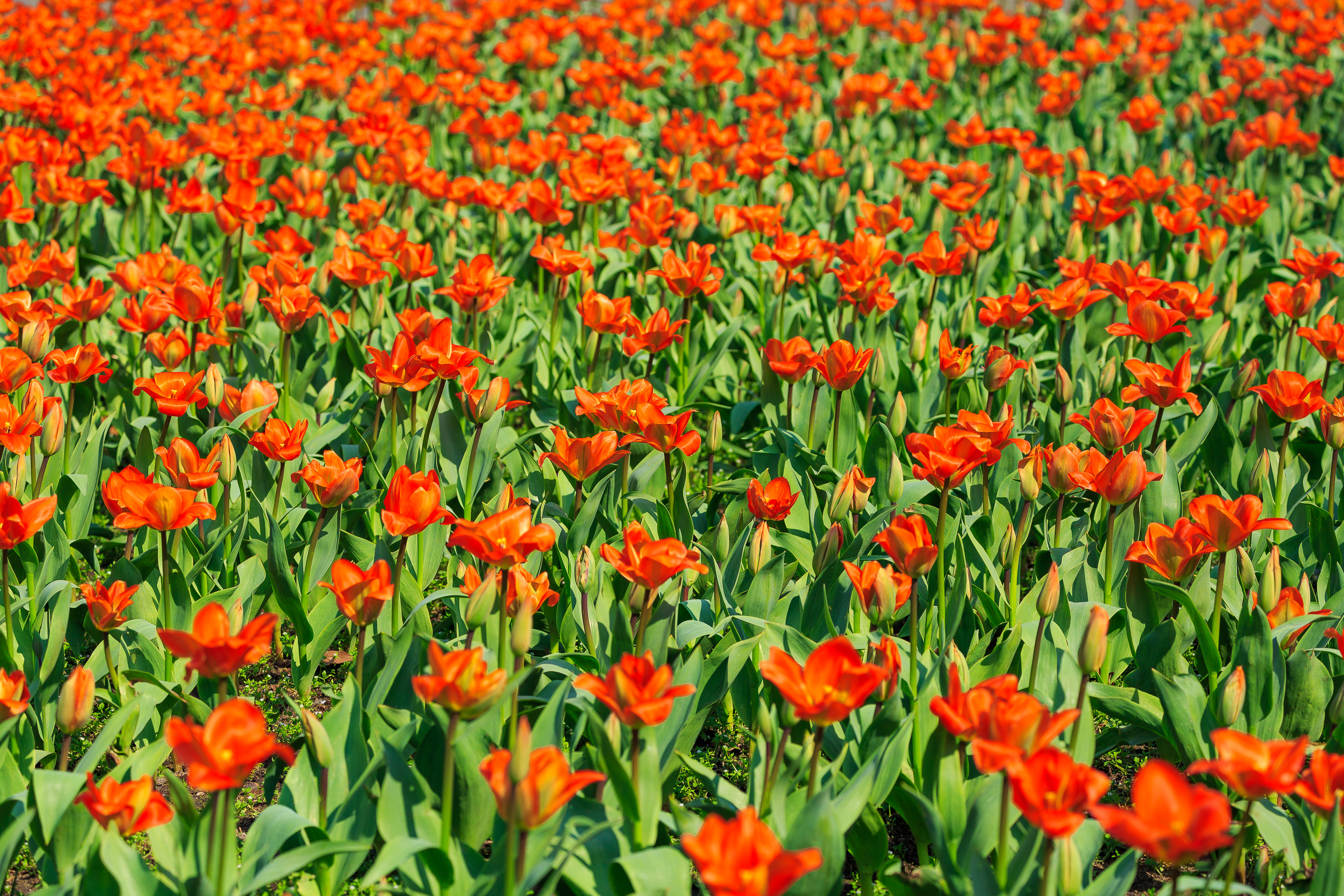 Tulpen