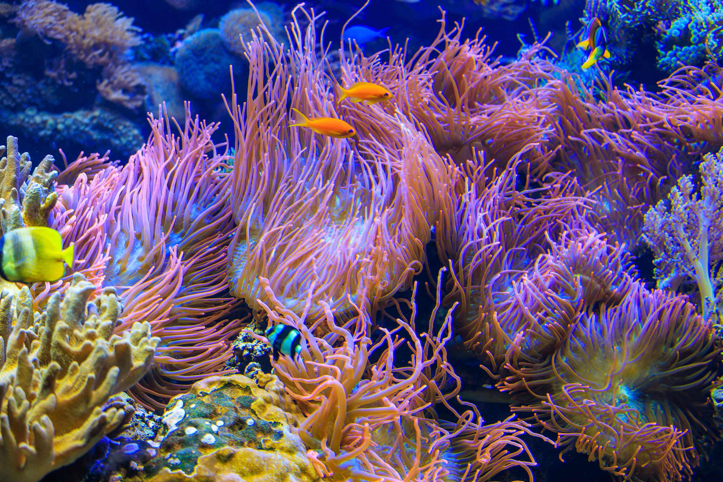 Anemonen