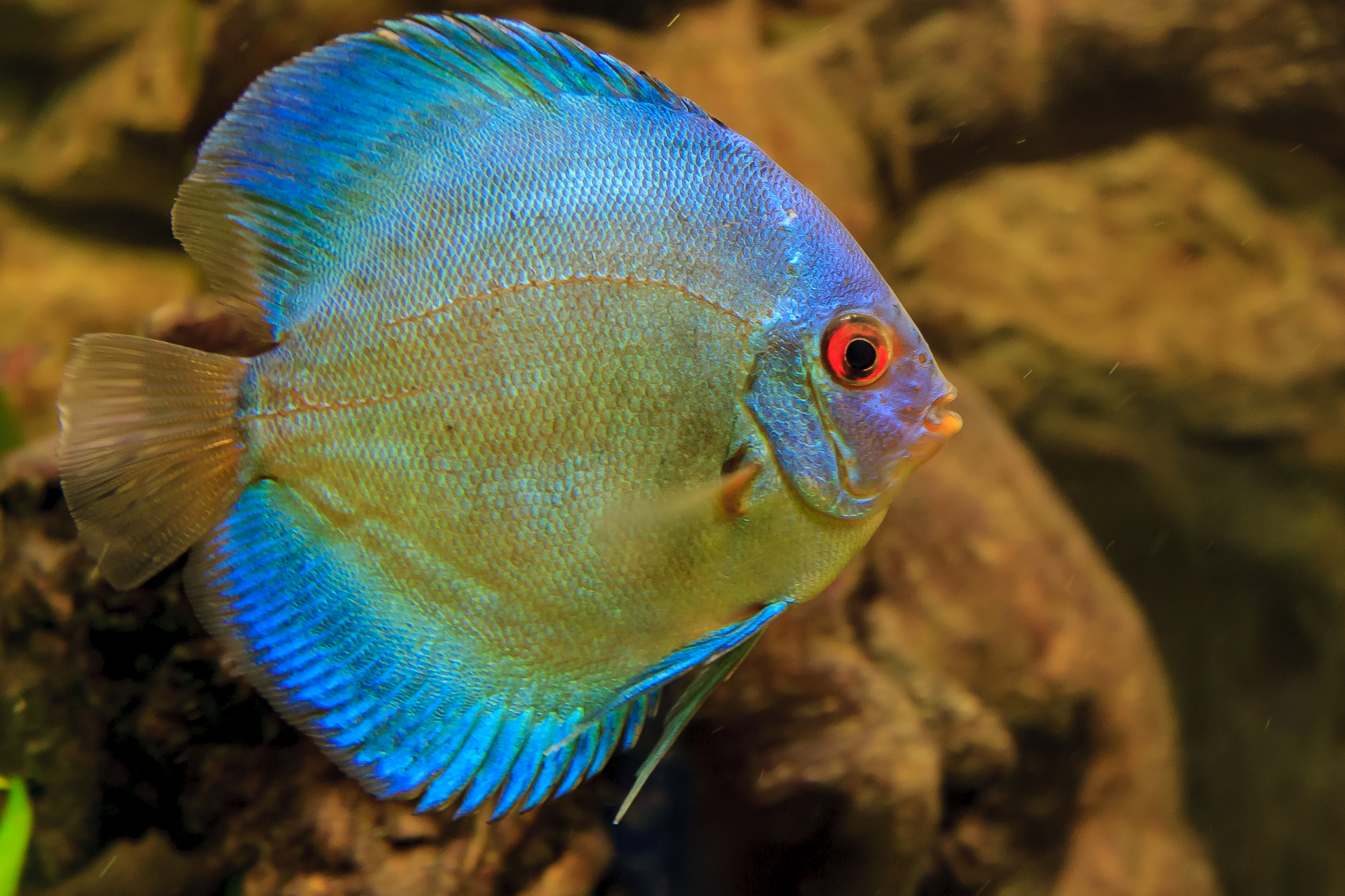 Fische