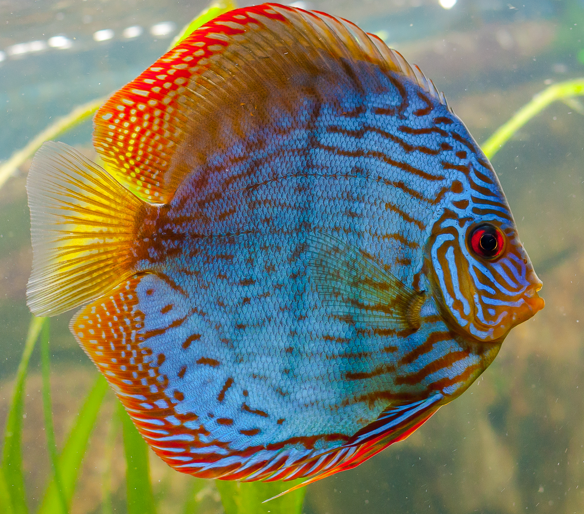 Diskusfisch