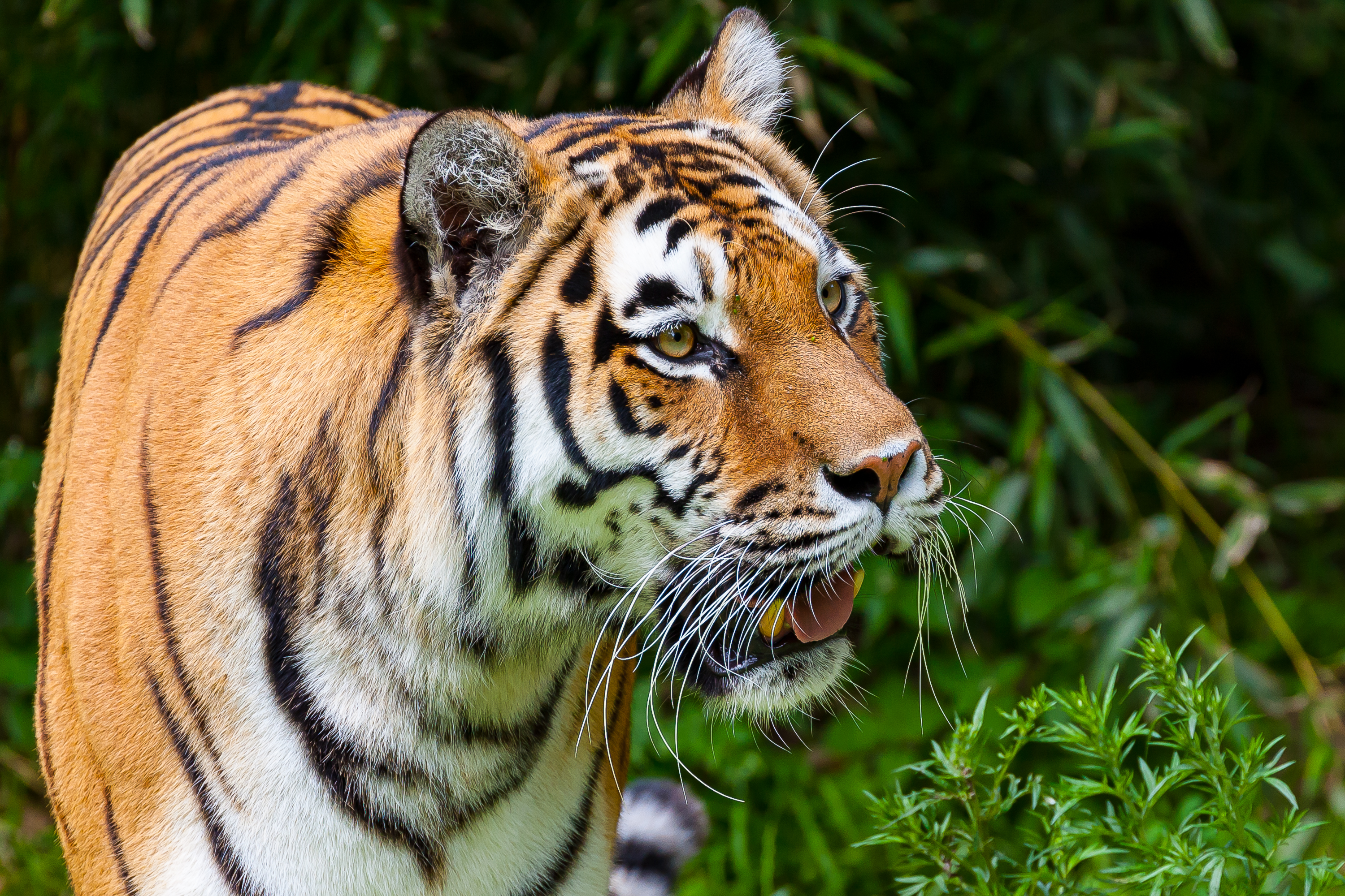Tiere