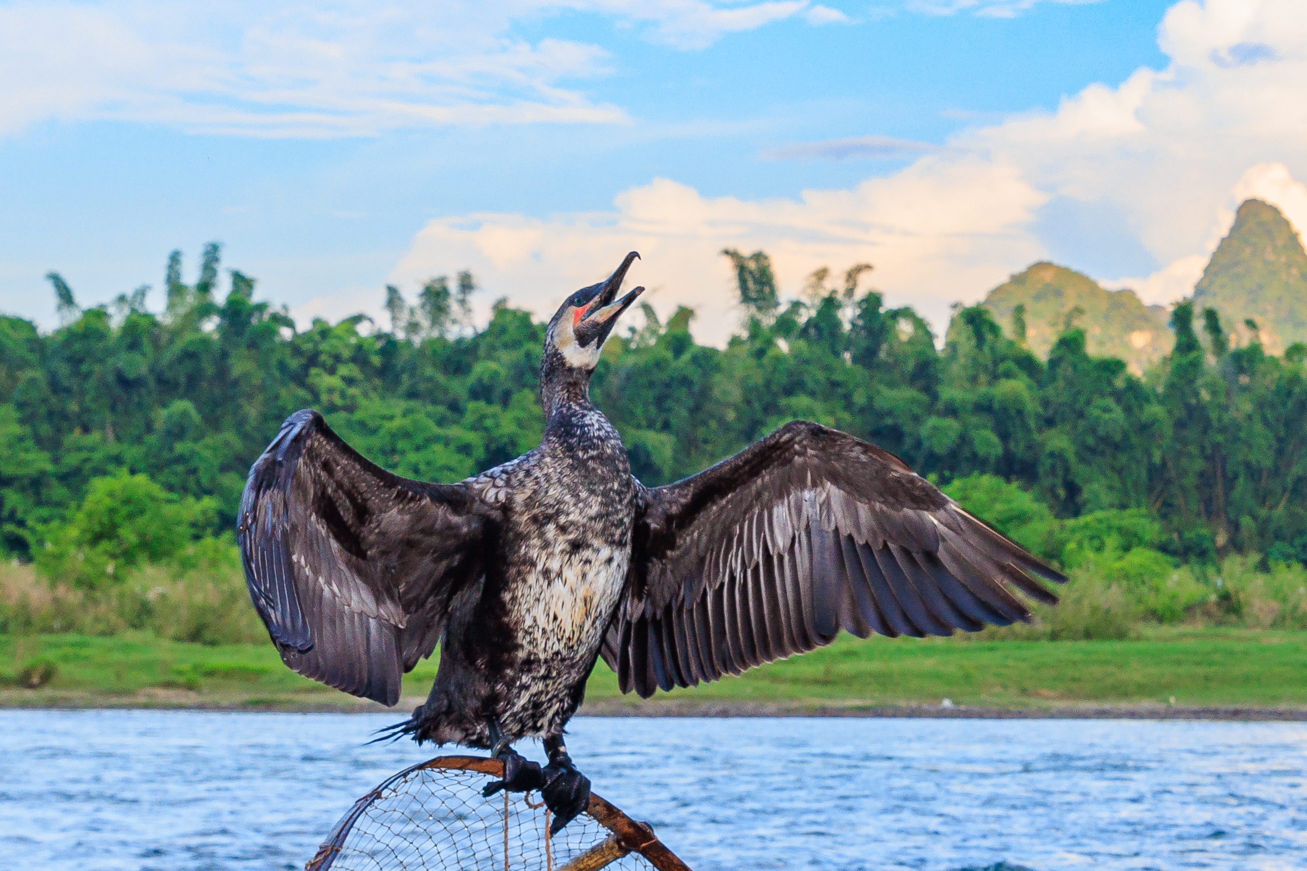Kormoran