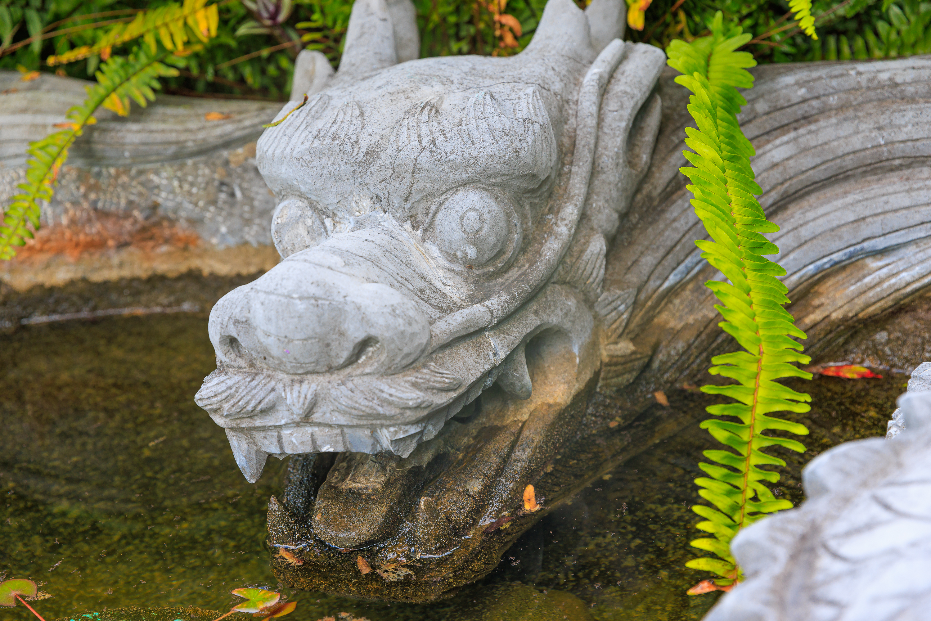 Wasserdrache