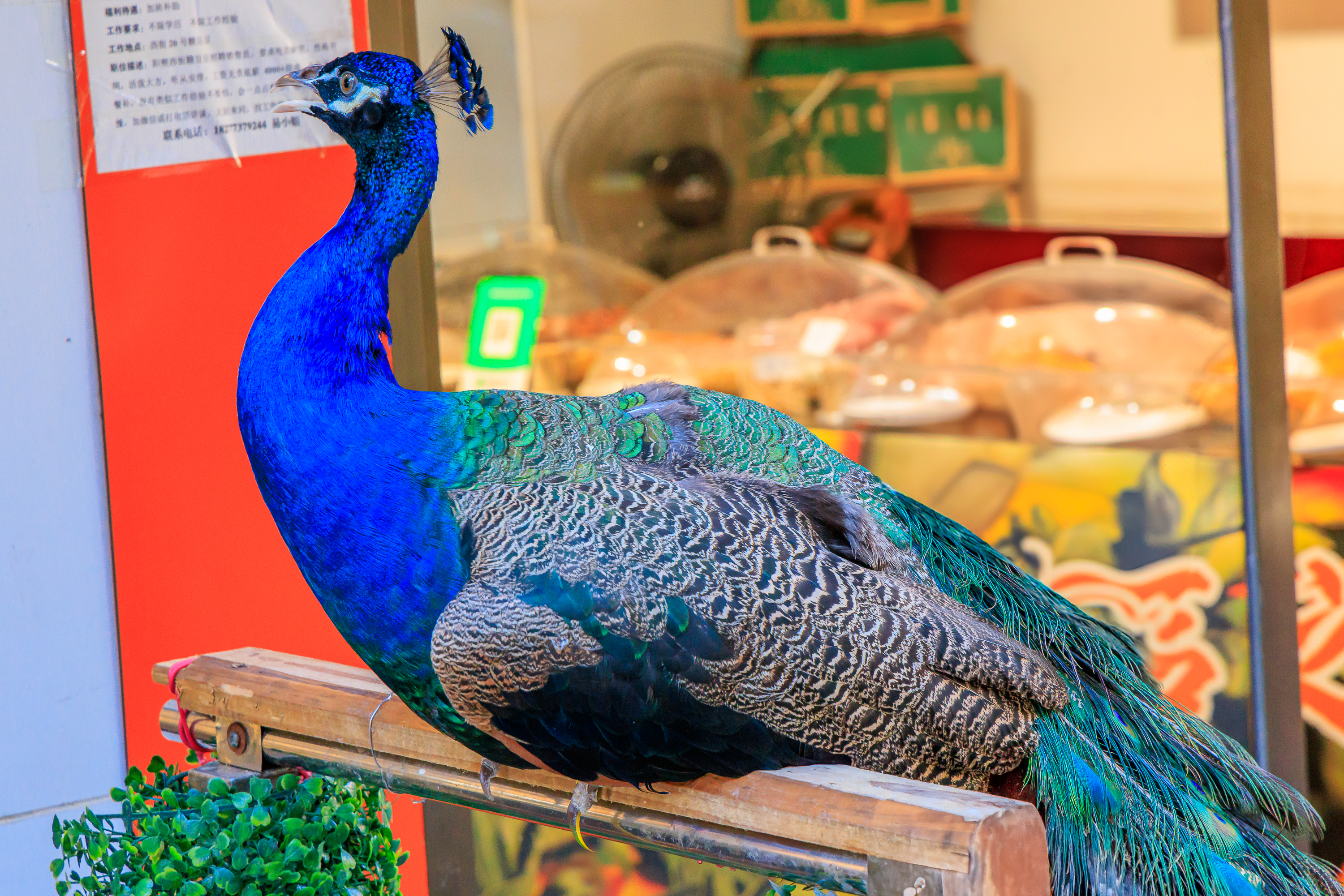 Pfau