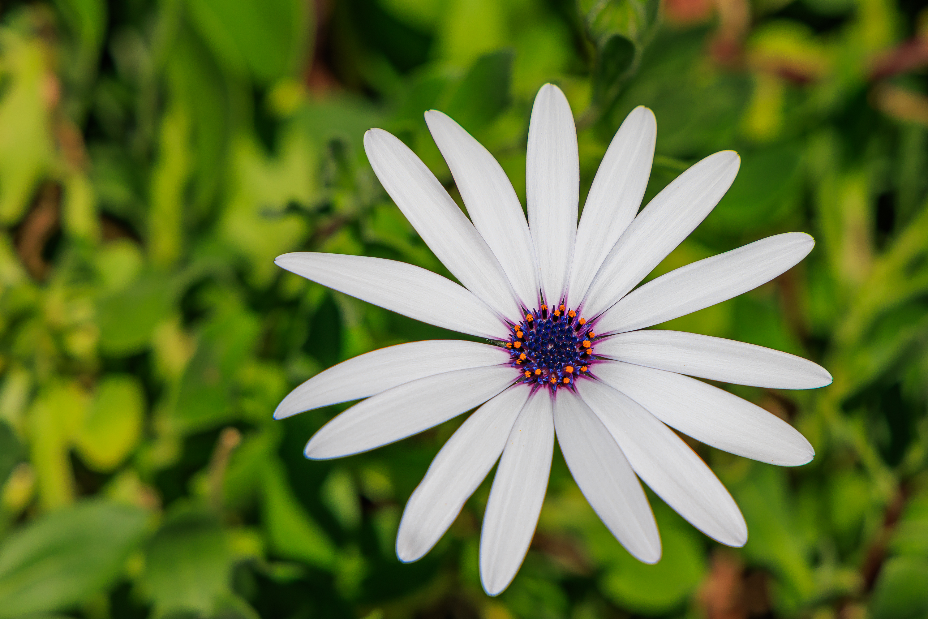 Blume auf Kos
