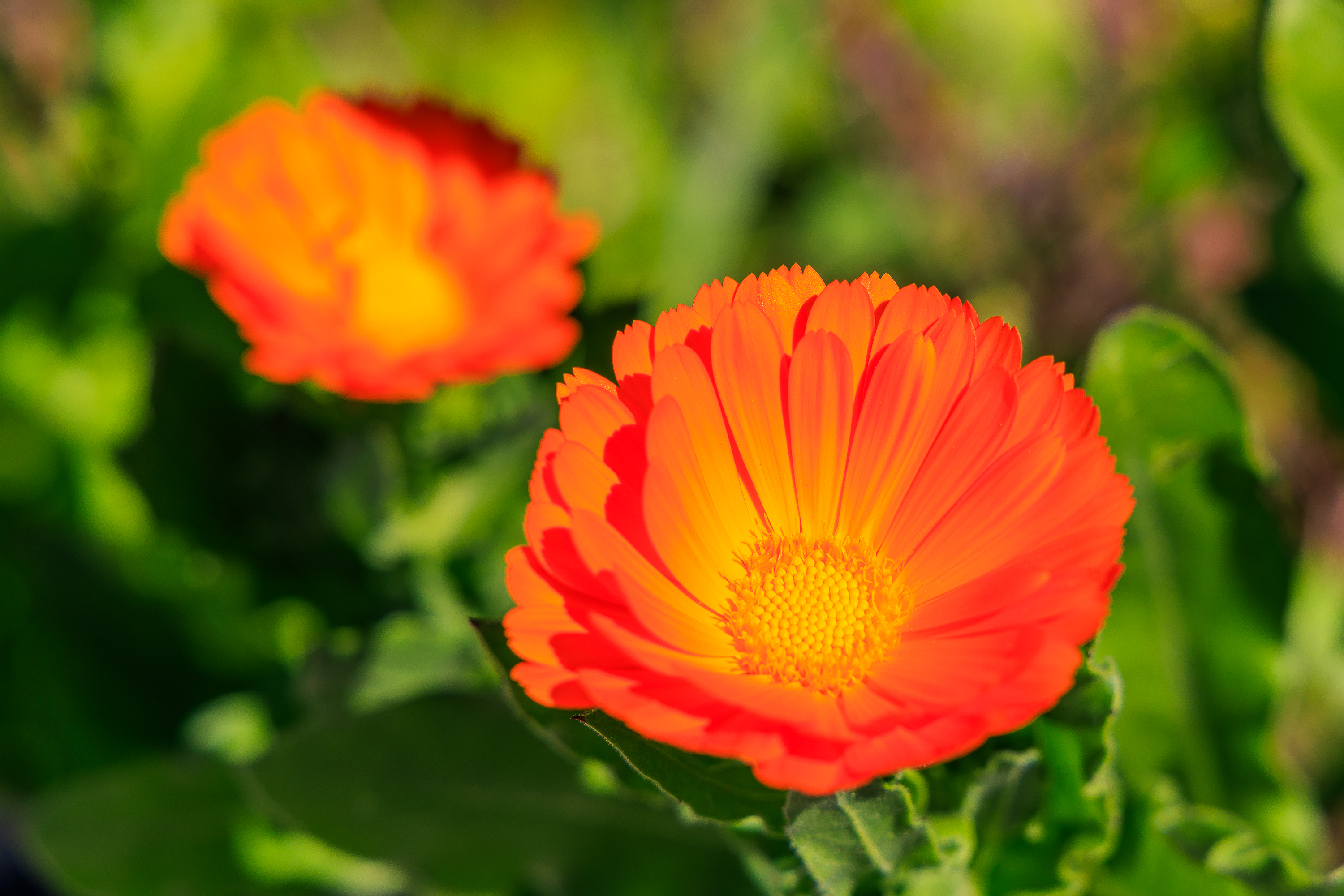 Blumen auf Kos
