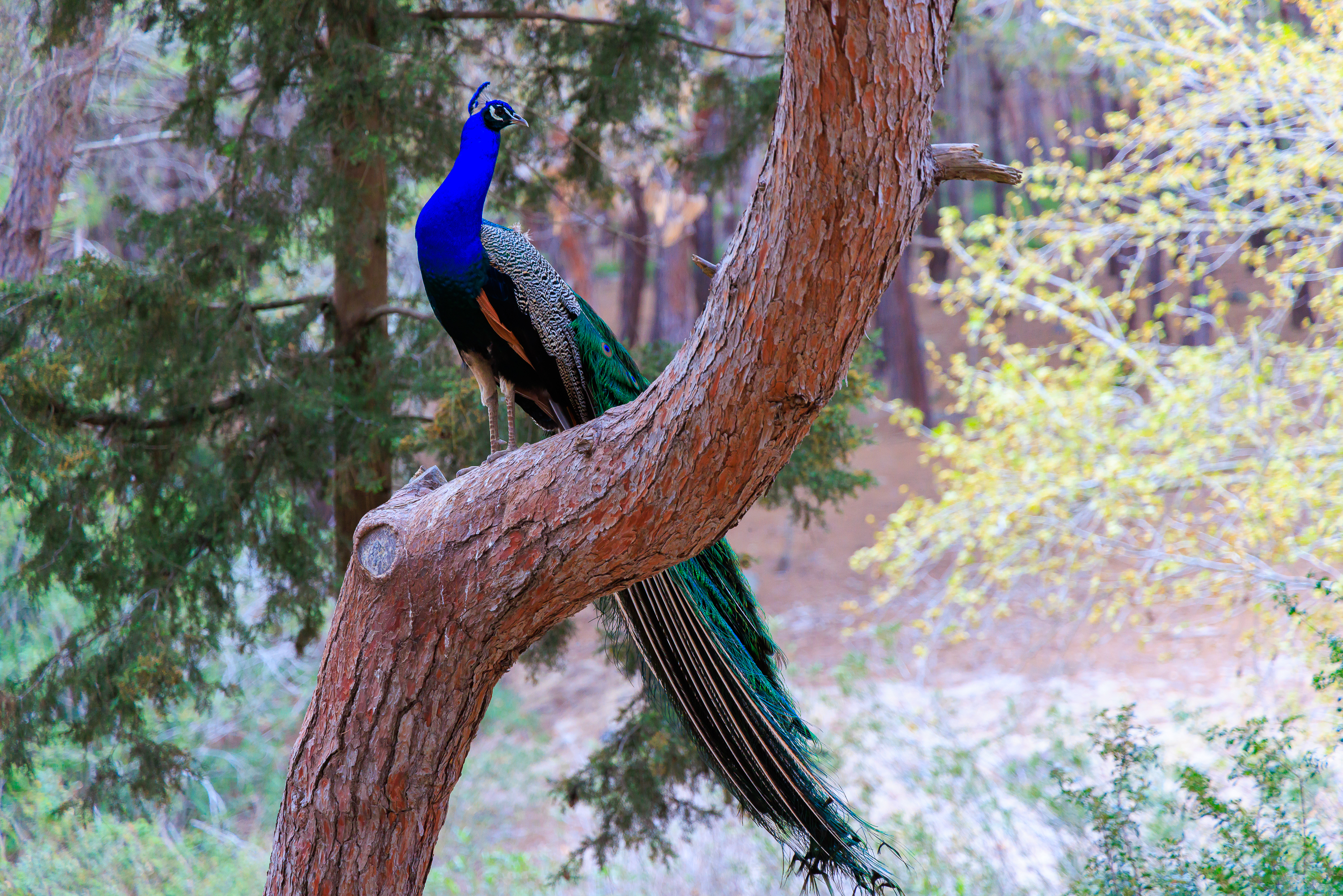 Pfau