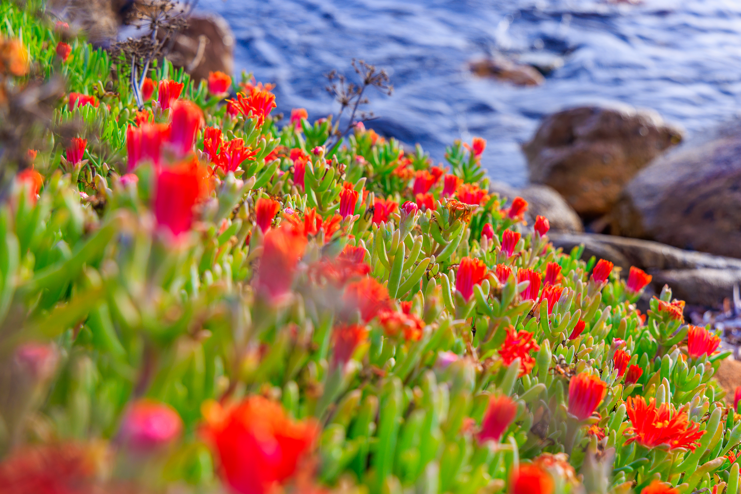 Uferblumen