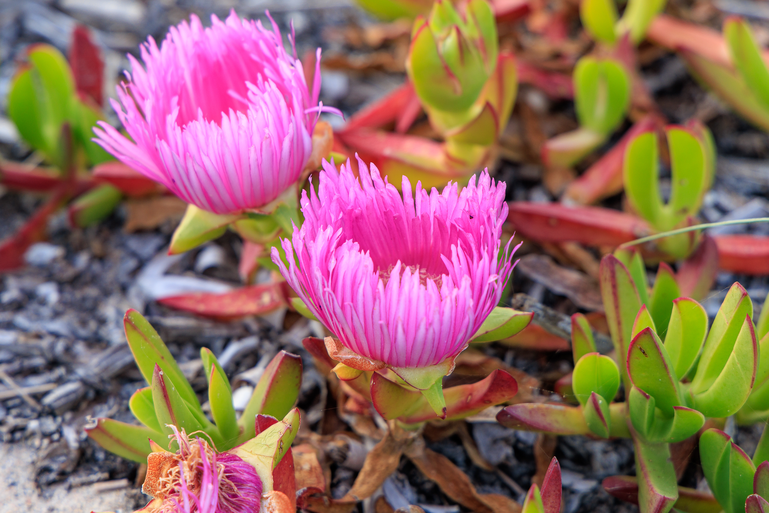 Wildblumen