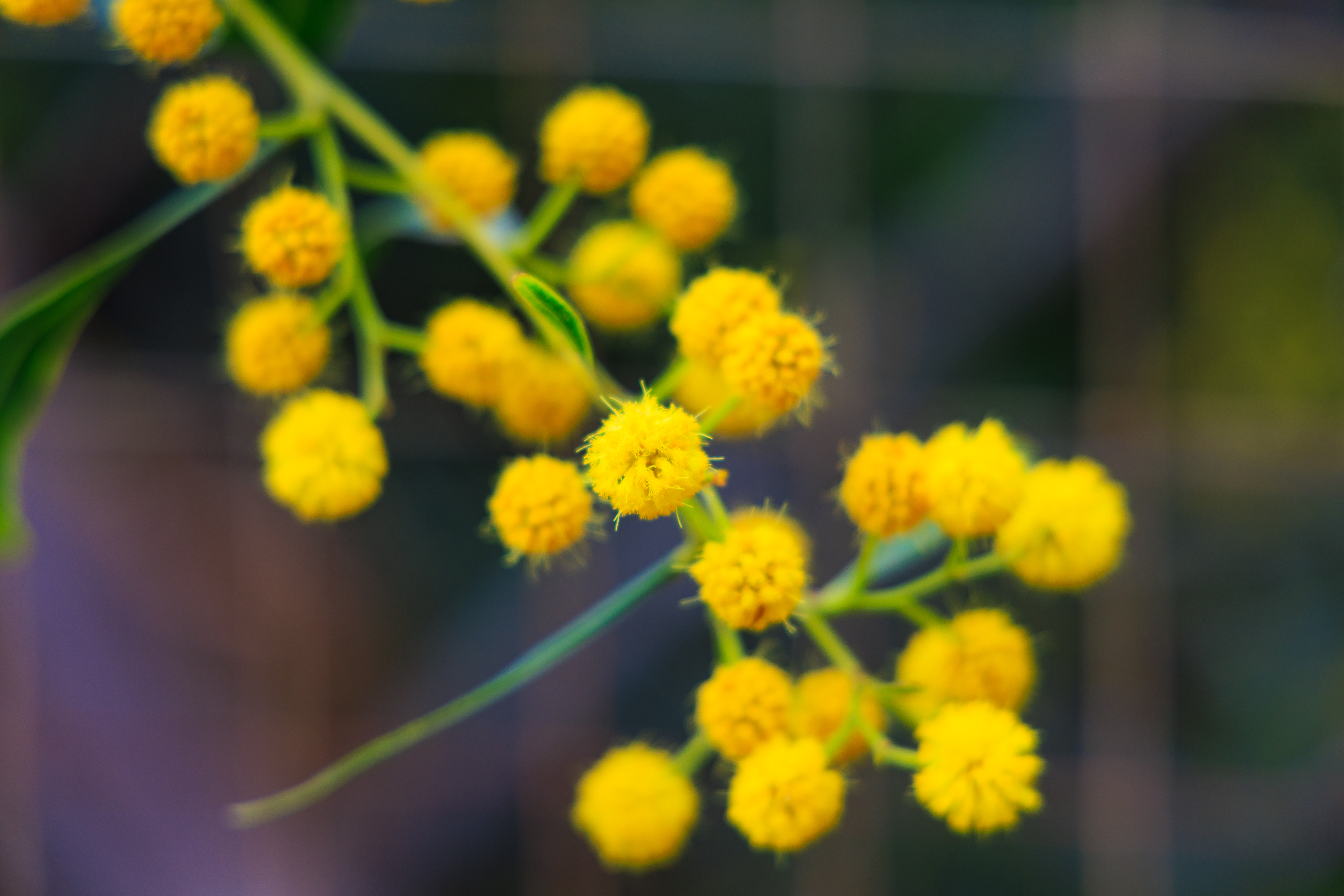 Blüten