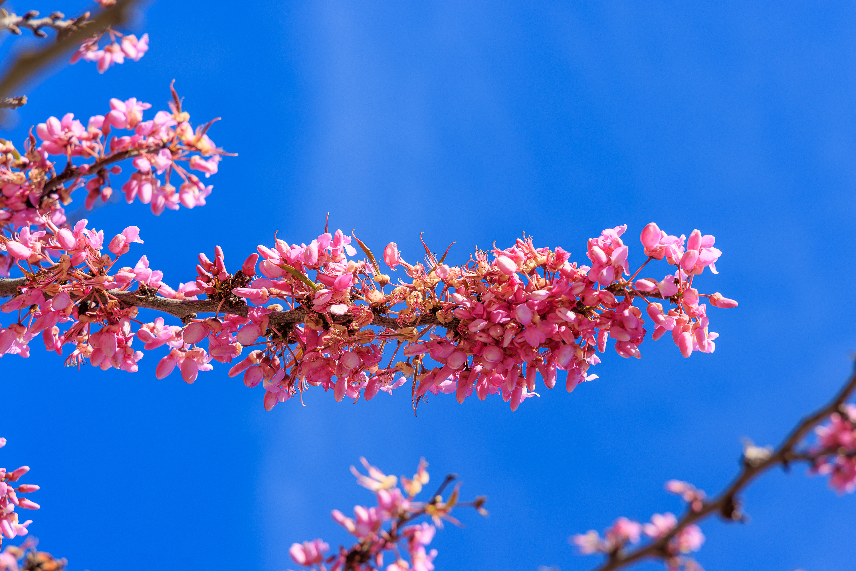 Himmelsblüten