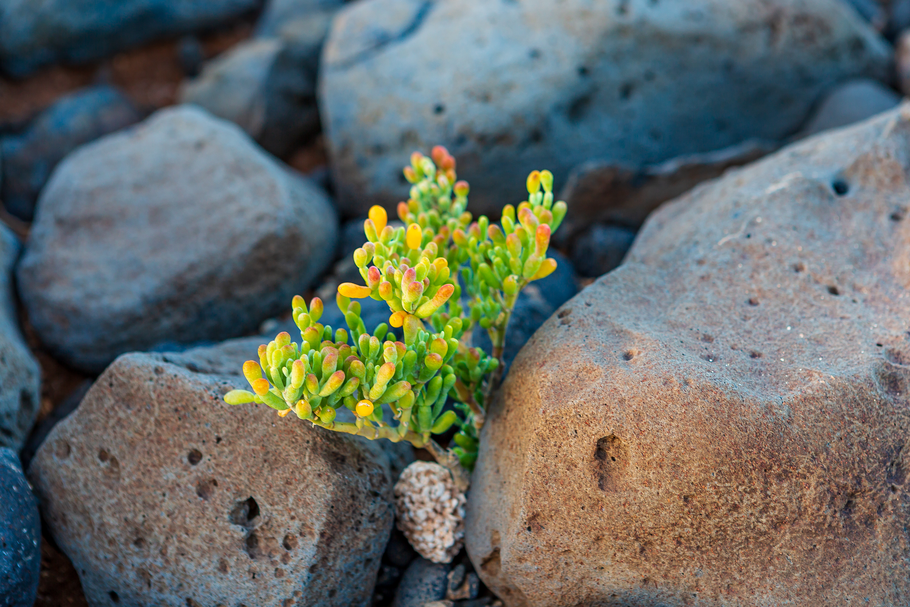 Fuerteventura