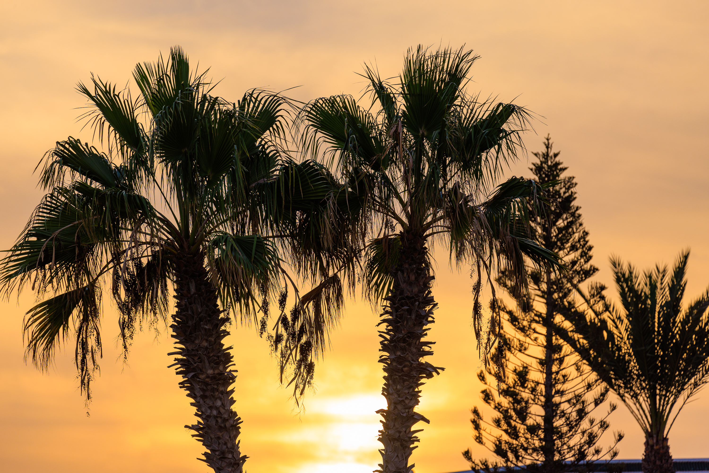 Palmen bei Sonnenuntergang